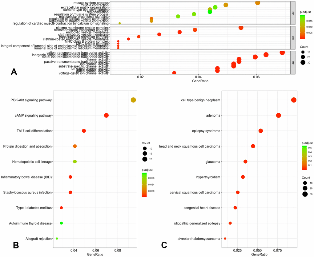 Functional annotation of DMGs. (A) GO analysis of DMGs; (B) KEGG analysis of DMGs; (C) DO analysis of DMGs.