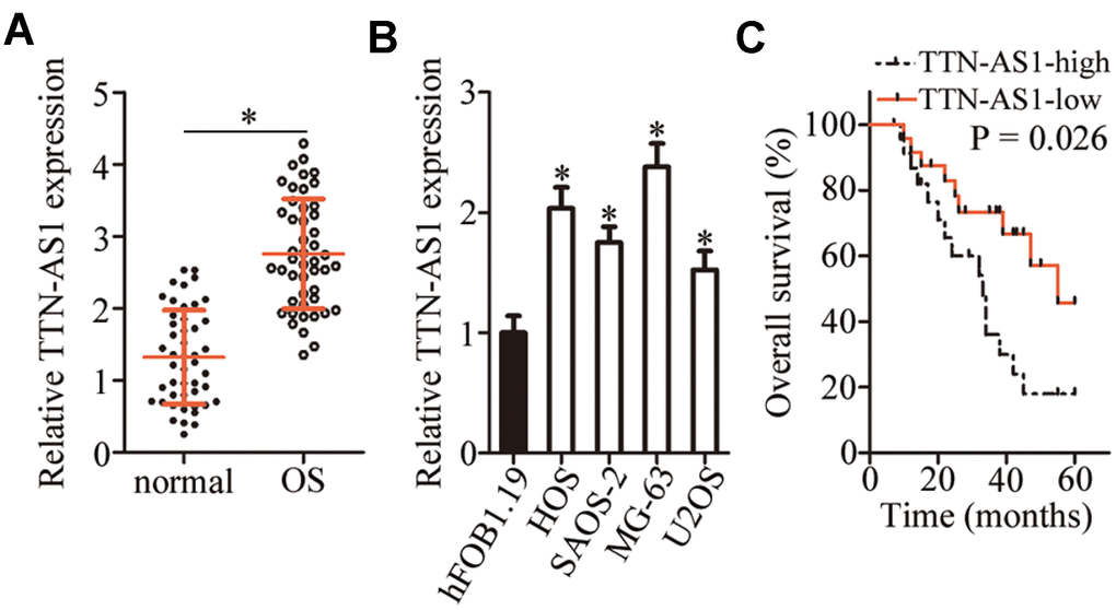 TTN-AS1 is overexpressed in OS tissue samples and cell lines. (A) The expression of TTN-AS1 was analyzed in 47 pairs of OS tissue samples and adjacent normal bone tissues using RT-qPCR. *P B) RT-qPCR was performed to determine TTN-AS1 expression in four OS cell lines (HOS, SAOS-2, MG-63, and U2OS) and normal osteoblasts (hFOB1.19 cells). *P C) The Kaplan–Meier survival analysis and logrank test were applied to assess the relation between TTN-AS1 levels and the overall survival of patients with OS. The median value of TTN-AS1 expression among the OS tissue samples was chosen as a cutoff. P = 0.026.