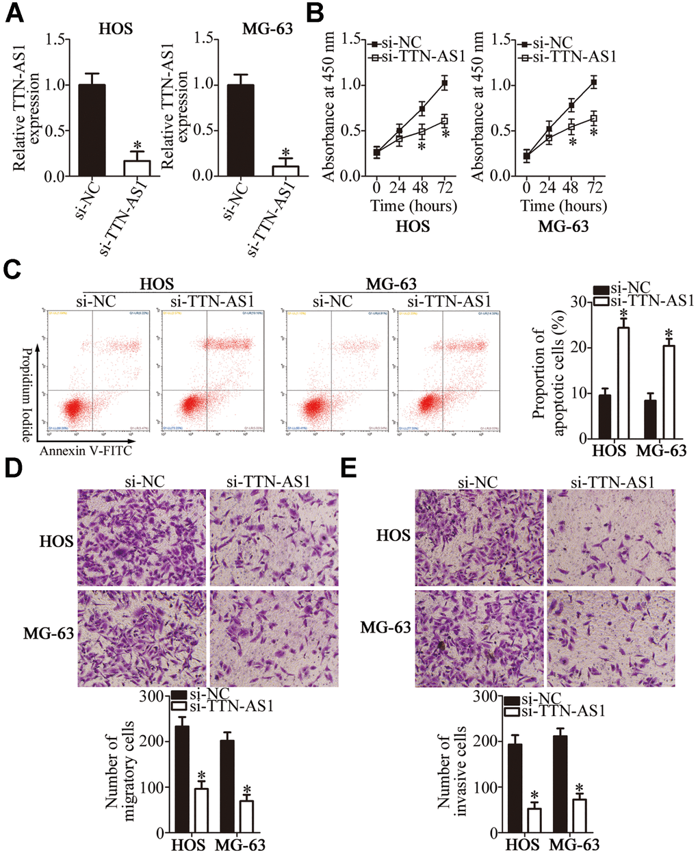 The TTN-AS1 knockdown suppresses the proliferation, migration, and invasiveness but promotes the apoptosis of HOS and MG-63 cells. (A) HOS and MG-63 cells were transfected with either si-TTN-AS1 or si-NC. At 48 h post-transfection, the cells were collected and, then, subjected to RT-qPCR analysis for transfection efficiency evaluation. *P B) The CCK-8 assay was conducted to assess cellular proliferation after 0, 24, 48, and 72 h of cultivation of si-TTN-AS1-transfected or si-NC-transfected HOS and MG-63 cells. *P C) Flow cytometry was performed to determine the apoptotic rate of HOS and MG-63 cells after transfection with either si-TTN-AS1 or si-NC. *P D, E) The migratory and invasive abilities of TTN-AS1–deficient HOS and MG-63 cells were analyzed in Transwell migration and invasion assays. *P 