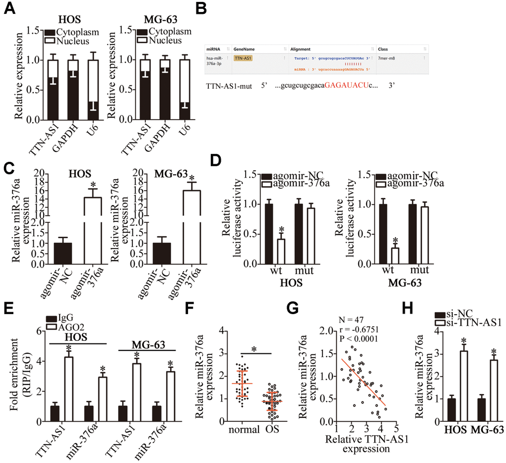 TTN-AS1 functions as a ceRNA for miR-376a in OS cells. (A) The distribution of TTN-AS1 within OS cells was determined by the nuclear/cytoplasmic fractionation assay. (B) The wild-type miR-376a-binding sequences in TTN-AS1, as predicted by starBase 3.0. The mutations in the TTN-AS1 sequence that disrupt the interaction between TTN-AS1 and miR-376a are shown too. (C) HOS and MG-63 cells that were transfected with either agomir-376a or agomir-NC were harvested and analyzed for miR-376a expression by RT-qPCR. *P D) Luciferase reporter assays were performed on HOS and MG-63 cells that were transfected with either agomir-376a or agomir-NC and either TTN-AS1-wt or TTN-AS1-mut. *P E) The RIP assay was conducted to assess the direct interaction between TTN-AS1 and miR-376a. *P F) The expression profile of miR-376a in the 47 pairs of OS tissues and adjacent-normal-bone tissue samples was analyzed by RT-qPCR. *P G) An inverse correlation between TTN-AS1 and miR-376a expression levels was validated in the OS tissue samples by Spearman’s correlation analysis. r = -0.6751, P H) Expression of miR-376a in HOS and MG-63 cells transfected with either si-TTN-AS1 or si-NC was determined by RT-qPCR. *P 