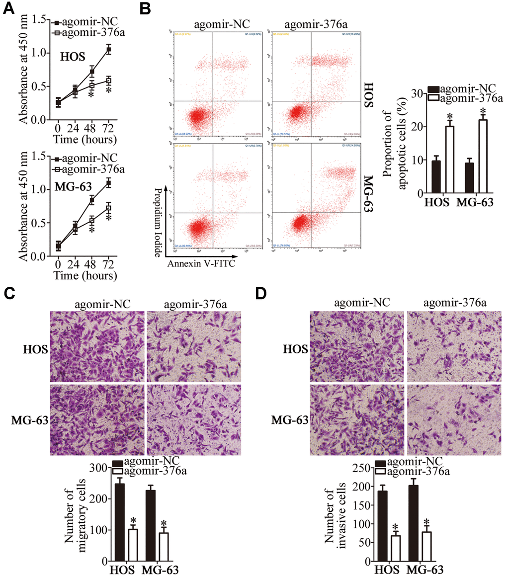 MiR-376a exerts a tumor-suppressive action on the growth and metastasis of HOS and MG-63 cells. (A, B) The CCK-8 assay and flow cytometry uncovered a change in proliferation and apoptosis of miR-376a-overexpressing HOS and MG-63 cells. *P C, D) HOS and MG-63 cells were treated with either agomir-376a or agomir-NC. After the transfection, Transwell migration and invasion assays were carried out. *P 