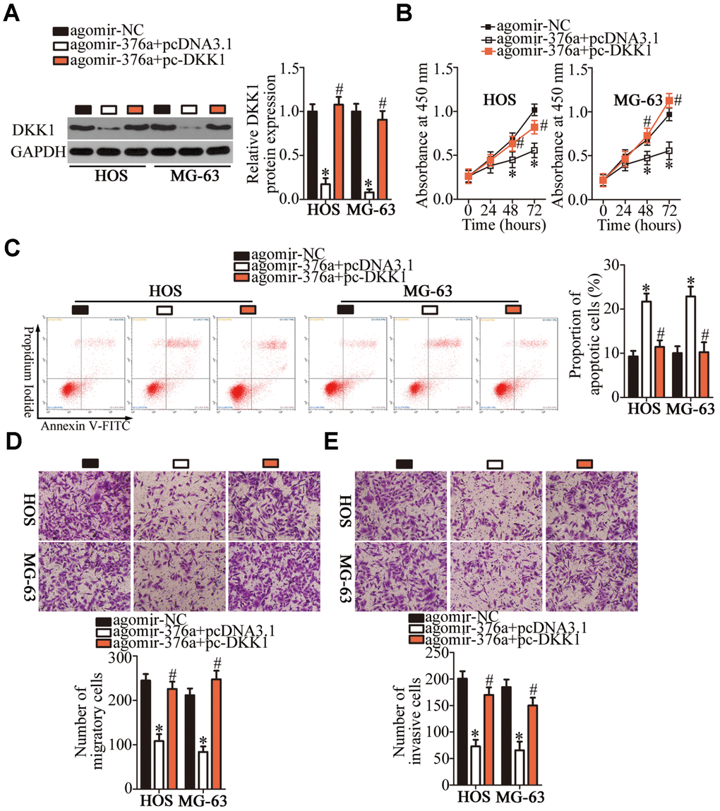 DKK1 reintroduction attenuates miR-376a overexpression-mediated suppression of HOS and MG-63 cell proliferation, migration, and invasion as well as miR-376a overexpression-mediated promotion of apoptosis in vitro. Agomir-376a was cotransfected with either plasmid pc-DKK1 or the empty pcDNA3.1 vector into HOS and MG-63 cells. (A) Total protein was isolated from the transfected cells and, then, subjected to western blotting for DKK1 protein quantification. *P #P B–E) The proliferation, apoptosis, migration, and invasiveness of the aforementioned cells were analyzed by the CCK-8 assay, flow cytometry, and Transwell migration and invasion assays, respectively. *P #P 