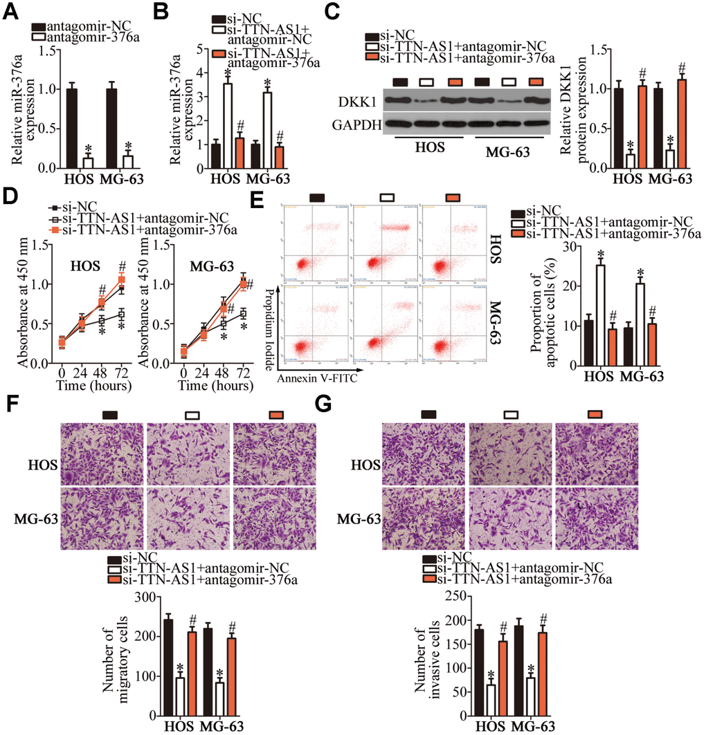 TTN-AS1 enhances HOS and MG-63 cell proliferation, migration, and invasion and inhibits their apoptosis, via the miR-376a–DKK1 axis. (A) Either antagomir-376a or antagomir-NC was introduced into HOS and MG-63 cells. The transfection efficiency was assessed through RT-qPCR. *P B, C) Si-TTN-AS1 in combination with either antagomir-376a or antagomir-NC was transfected into HOS and MG-63 cells. After 48 h transfection, expression levels of the DKK1 protein and miR-376a were determined respectively by western blotting and RT-qPCR. *P #P D) The CCK-8 assay was conducted to evaluate the proliferative ability of HOS and MG-63 cells after cotransfection with si-TTN-AS1 and either antagomir-376a or antagomir-NC. *P #P E) The proportion of apoptotic HOS or MG-63 cells that were cotransfected with either antagomir-376a or antagomir-NC and si-TTN-AS1 was determined via flow cytometry. *P #P F, G) Transwell migration and invasion assays were conducted to evaluate the migratory and invasive abilities of HOS and MG-63 cells treated as described above. *P #P 