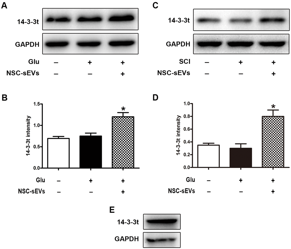 NSC-sEVs transport 14-3-3t into neuronal cells and rat spinal cord tissue. (A) Western blot was used to detect the expression of 14-3-3t in neuronal cells. (B) Semi-quantitative detection of 14-3-3t proteins expression level in neurons, normalized to GAPDH. (C) Western blot analysis of 14-3-3t expression in rat spinal cord tissue (D) Semi-quantitative detection of 14-3-3t proteins expression level in spinal cord tissues, normalized to GAPDH. (E) Western blotting was used to detect the expression of 14-3-3t and GAPDH in NSC-sEVs. * p 