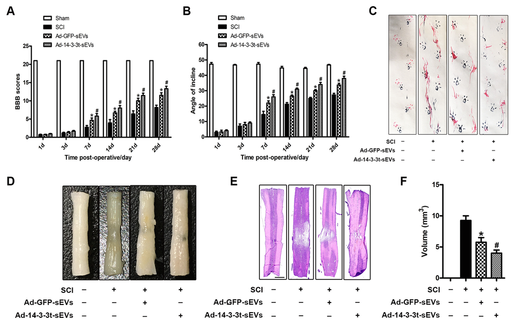 Overexpression of 14-3-3t enhances the effect of NSC-sEVs on the repair of functional behaviors following spinal cord injury. (A) BBB scores at different time points following spinal cord contusion. (B) Bevel test at different time points after spinal cord contusion. (C) Representative footprints of animal-walking 28 days after SCI. Blue: paw print on the front paw; red: paw print on the hind paw. (D) Gross morphology. (E) Representative H&E-stained sagittal section. Scale bar = 1000um. (F) Quantitative analysis of lesion volume between each group. * p 