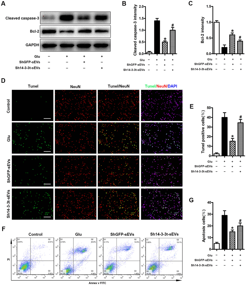 Knockout of 14-3-3t attenuates the anti-apoptotic effect of NSC-sEVs in neuronal cells. (A) Western blot analysis of changes in neuronal apoptosis-related proteins. (B, C) Semi-quantitative detection of relative expression levels of apoptosis-related proteins, normalized to GAPDH. (D) TUNEL detection of neuronal apoptosis. TUNEL-positive apoptotic cells (red). Nuclear staining using DAPI (blue). Scale bar = 100um. (E) Quantitative estimation of the proportion of apoptotic cells in each of the three experimental groups. (F) Annexin V/FITC/PI double staining and flow cytometry was used to detect neuronal apoptosis induced by Glu with or without NSC-sEVs. (G) Quantitative results of NSC-sEVs treatment and non-treatment of apoptotic neurons. * p 