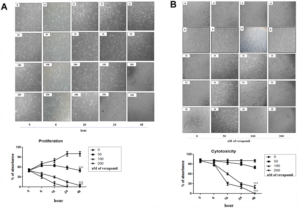 Cellular proliferation and viability by verapamil in hVFFs. Photographs and graphs show the changes of the proliferation (A) and viability (B) of hVFFs at various time points depending on the concentration of verapamil. Verapamil treatment reduced the proliferation and viability of hVFFs cells as dose- and time-dependent manner. Represented are light microscopic images of hVFFs for general morphology. One-way ANOVA test; ***p