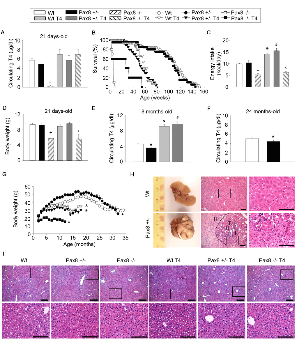 High or low TH levels compromise murine healthspan and lifespan. (A) Circulating T4 levels at 21 days of age. n = 5 Wt, n = 5 Pax8 +/-, n = 5 Pax8 -/-, n = 5 Wt T4, n = 5 Pax8 +/- T4, n = 3 Pax8 -/- T4. Two-way ANOVA. (B) Kaplan-Meier survival curve. n = 58 Wt, n = 20 Pax8 +/-, n = 10 Pax8 -/-, n = 15 Wt T4, n = 20 Pax8 +/- T4, n = 5 Pax8 -/- T4. Survival log rank test. (C) Basal daily energy intake in 5-weeks old mice. n = 5 Wt, n = 4 Pax8 +/-, n = 3 Pax8 -/-, n= 3 Wt T4, n = 3 Pax8 +/- T4, n = 3 Pax8 -/- T4 (the “n” reflects the number of cages). Two-way ANOVA. (D) Body weight at 21 days of age. n = 21 Wt, n = 15 Pax8 +/-, n = 5 Pax8 -/-, n = 11 Wt T4, n = 11 Pax8 +/- T4, n = 4 Pax8 -/- T4. Two-way ANOVA. (E) Circulating T4 levels at 8 months of age. n = 11 Wt, n = 5 Pax8 +/-, n = 7 Wt T4, n = 5 Pax8 +/- T4. Two-way ANOVA. (F) Circulating T4 levels at 24 months of age. n = 8 per group. T-test two tailed. (G) Body weight during longevity assay. n = all available mice of longevity assay (panel B). One-way ANOVA or ANOVA on ranks if distribution is not normal. * on months 6-17 and 21-28. & on months 12-18. # on months 3, 5-8 and 10-18. x on months 3-12. (H) Representative photographs and hematoxylin and eosin staining of liver tissue from Wt and Pax8 +/- mice at necropsies. Wt liver exhibits normal hepatic parenchyma with acinar architecture. Pax8 +/- liver displays primary liver epithelial neoplasms (T) with disorganized architecture and inflammatory infiltrate (II). Scale bar 100 um. n = 4 per group. See also Supplementary Figure 1K. (I) Histological analysis of liver tissue by hematoxylin and eosin staining at 21 days of age. n = 4 Wt, n = 5 Pax8 +/-, n = 5 Pax8 -/-, n = 5 Wt T4, n = 5 Pax8 +/- T4, n = 3 Pax8 -/- T4. Scale bars; top: 200 μm; down: 100 μm. Data are represented as the mean ± SEM. * p-value 