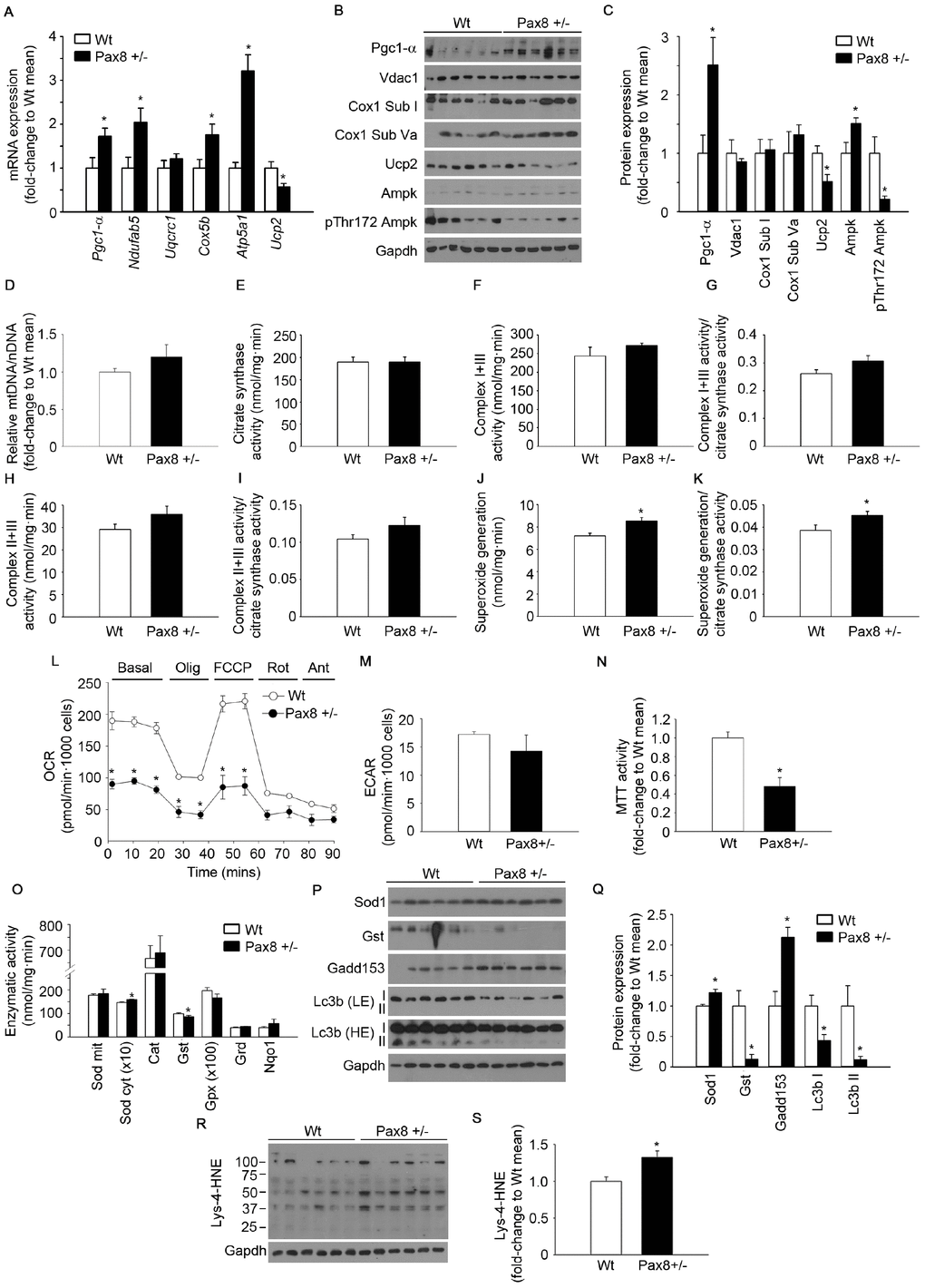 Mild hypothyroidism produces mitochondrial dysfunction and accumulation of oxidative damage in Pax8 +/- mice. (A) mRNA expression of genes involved in mitochondrial biogenesis and mitochondrial function in liver. Pgc1-α: n = 6 per group. Ndufab5 = n = 6 per group. Uqcrc1: n = 6 per group. Cox5b: n = 6 per group. Atp5a1: n = 5 Wt, n = 6 Pax8 +/-. Ucp2: n = 5 per group. (B) Western blots showing expression levels of proteins involved in mitochondrial biogenesis/function as well as Ampk and its phosphorylated isoform in liver lysates. n = 6 per group. (C) Densitometric analysis of western blots shown in panel B. n = 6 per group. (D) Relative mitochondrial DNA content in liver isolations. n = 6 per group. (E) Citrate synthase activity in liver extracts. n = 6 per group. (F) Complex I+III activity in liver extracts. n = 6 per group. (G) Complex I+III activity corrected by citrate synthase activity in liver extracts. n = 6 per group. (H) Complex II+III activity in liver extracts. n = 6 per group. (I) Complex II+III activity corrected by citrate synthase activity in liver extracts. n = 6 per group. (J) Superoxide generation in mitochondrial complexes in liver extracts. n = 6 per group. (K) Superoxide generation in mitochondrial complexes corrected by citrate synthase activity in liver extracts. n = 6 per group. (L) Oxygen consumption rate in primary hepatocytes. n = 3 per group. (M) Extracellular acidification rate in primary hepatocytes. n = 3 per group. (N) MTT test to determine the metabolic activity (NADH-oxidase) of primary hepatocytes. n = 4 per group. (O) Antioxidant enzymatic activities in liver lysates. Sod mit: n = 6 per group. Sod cyt: n = 5 per group. Cat: n = 5 Wt, n = 6 Pax8 +/-. Gst: n = 5 per group. Gpx: n = 5 per group. Grd: n = 6 Wt, n = 5 Pax8 +/-. Nqo1: n = 5 Wt, n = 6 Pax8 +/-. Sod mit: Sod mitochondrial. Sod cyt: Sod cytosolic. (P) Western blots showing expression levels of antioxidant, stress response and autophagy induction proteins in liver lysates. LE = Low exposure. HE = High exposure. n = 6 per group. (Q) Densitometric analysis of western blots shown in panel P. (R) Western blot showing Lys-4-HNE staining in liver extracts. n = 6 per group. (S) Densitometric analysis of the western blot shown in panel R. Mice were 9 month-old at the time of killing. Data are represented as the mean ± SEM. * p-value 