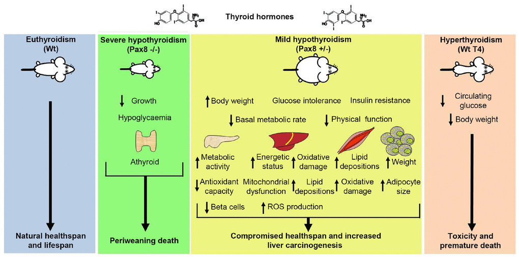 Schematic representation of the effects of the modulation of THs levels in healthspan and lifespan in mice. Mice unable to synthesize THs exhibit growth retardation and periweaning death. Mice exhibiting a mild reduction on circulating THs levels develop obesity, glucose metabolism dysregulations and increased incidence of liver cancers, which compromise their quality of life. Mice exhibiting increased levels of THs exhibit reduced body weight and reduced glycaemia at fasting. However, these mice develop toxicity and exhibit a short lifespan. Interventions based on the modulation of THs reduce healthspan and/or lifespan in mammals.