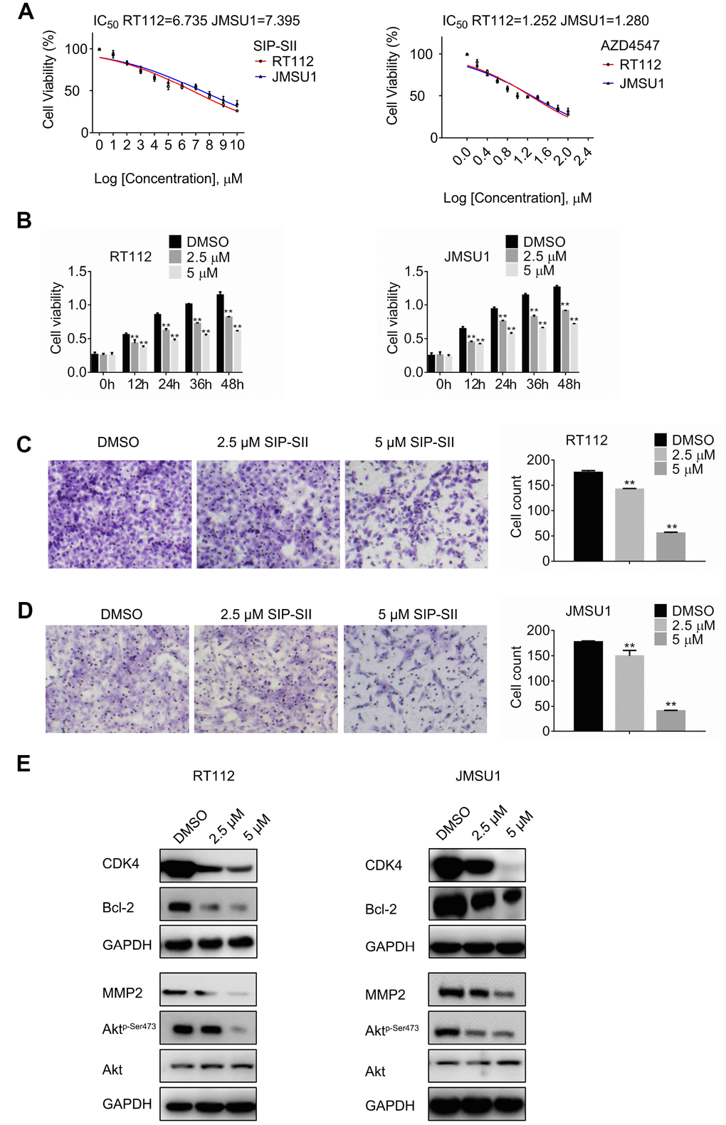 SIP-SII impairs proliferation and migration and attenuates Akt signaling in bladder cancer cells. (A) Half-maximum inhibitory concentration (IC50) of test drugs evaluated through the MTT viability assay. (B) Cell viability (MTT) assay results for RT112 and JMSU1 cells treated respectively with 2.5 μM or 5μM SIP-SII for the indicated time-points. Cell migration assay results for RT112 cells (C) and JMSU1 cells (D) treated respectively with 2.5 μM or 5.0 μM SIP-SII for 24 h. Representative images at 200x magnification. Data are mean ± SD (error bars) of three experiments performed in triplicate. **P E) Western blot analysis of total Akt, phospho-Akt, CDK4, Bcl-2, and MMP2 24 h post-exposure to SIP-SII (RT112: 2.5 μM; JMSU1: 5.0 μM).