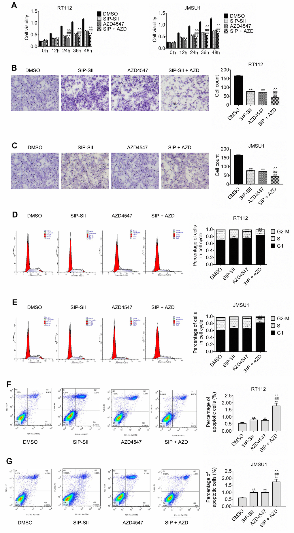 Inhibition of cell proliferation and migration by dual treatment with SIP-SII and AZD4547. (A) Results of cell viability assays in RT112 and JMSU1 cells cultured with DMSO, 5.0 μM SIP-SII, 100 nM AZD4547, or SIP-SII and AZD4547 combined. Transwell migration assay results for RT112 (B) and JMSU1 (C) cells treated with DMSO, 5.0 μM SIP-SII, 100 nM AZD4547, or the combination of SIP-SII and AZD4547 for 24 h. Representative images at 200x magnification. Cell cycle analyses of RT112 (D) and JMSU1 (E) cells treated with DMSO, 5.0 μM SIP-SII, 100 nM AZD4547, or dual treatment with SIP-SII and AZD4547. Flow cytometry was performed 24 h post-treatment in PI-stained cells. JC-1 apoptosis assay results in RT112 (F) and JMSU1 (G) cells treated (24 h) with DMSO, 5.0 μM SIP-SII, 100 nM AZD4547, or the combination of SIP-SII and AZD4547. Data are mean ± SD (error bars) of three individual experiments. **P 