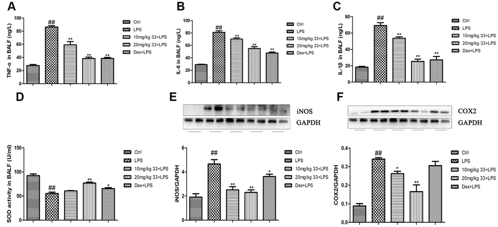 Effects of compound 33 on LPS-induced inflammation and oxidative damage in mice. (A–C) Levels of proinflammatory cytokines in cell-free supernatant of the BALF as determined using enzyme-linked immunosorbent assays. (D) Superoxide dismutase (SOD) activity in the BALF. Protein levels of the proinflammatory mediators (E) iNOS and (F) COX2 in the lungs. Data are presented as means ± SEM (n = 3–6). # P ## P 