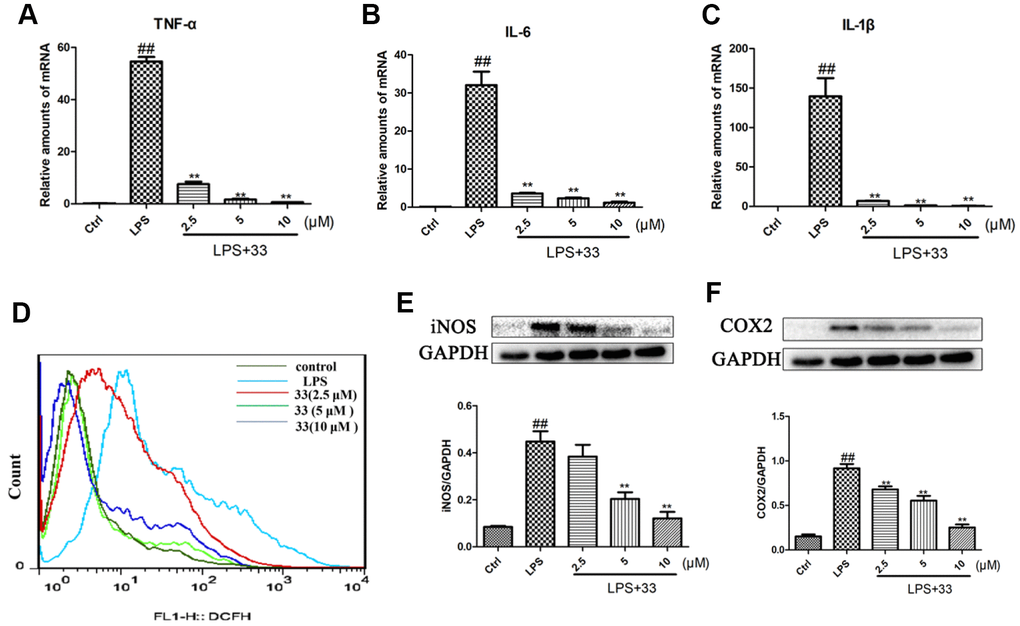 Effects of compound 33 on LPS-induced increases in proinflammatory marker and reactive oxygen species (ROS) levels in RAW 264.7 cells. RAW264.7 cells were stimulated with LPS or phosphate-buffered saline (PBS) for 12 h after pretreatment with 2.5, 5, or 10 μM compound 33. Total RNA was extracted and (A–C) proinflammatory cytokine mRNA levels were assayed. (D) Intracellular ROS level was assessed using loro-dihydro-fluorescein diacetate. (E) iNOS and (F) COX2 protein levels in RAW264.7 cells as determined using Western blotting. Data are presented as means ± SEM (n = 3–6). # P ## P 