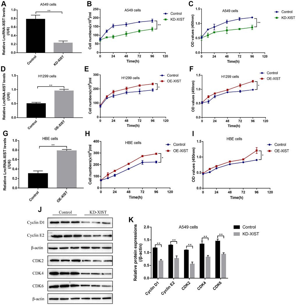 The effects of LncRNA-XIST on NSCLC cell proliferation. (A) Real-Time qPCR was used to detect LncRNA-XIST levels in A549 cells. (B) Cell counting assay was used to count A549 cell numbers. (C) CCK-8 kit was used to evaluate A549 cell proliferation. (D) Real-Time qPCR was used to detect LncRNA-XIST levels in H1299 cells. (E) Cell counting assay was used to count H1299 cell numbers. (F) CCK-8 kit was used to evaluate H1299 cell proliferation. (G) Real-Time qPCR was used to detect LncRNA-XIST levels in HBE cells. (H) Cell counting assay was used to count HBE cell numbers. (I) CCK-8 kit was used to evaluate HBE cell proliferation. (J) Western Blot was used to detect cell cycle associated proteins (Cyclin D1, Cyclin E2, CDK2, CDK4 and CDK6), which was normalized to β-actin and (K) quantified by Image J software. (“NS” represented no statistical significance, “*” represented p p 