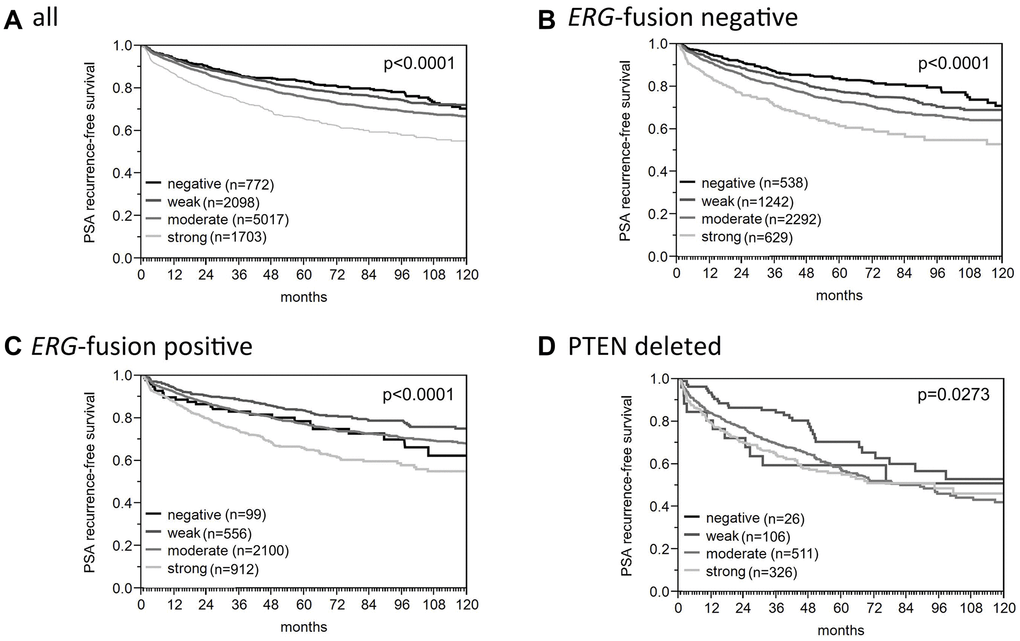Association between ROCK1 expression and biochemical recurrence in (A) all cancers, (B) ERG-fusion negative cancers, (C) ERG-fusion positive cancers, (D) PTEN deleted cancers.