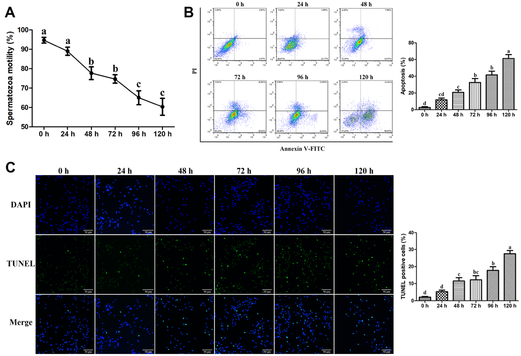 Effects of liquid storage on the motility and apoptosis of goat spermatozoa. (A) Spermatozoa motility was measured using Computer-Assisted Semen Analysis. The apoptosis rate was evaluated by the Annexin V-FITC/PI Apoptosis assay (B) and TUNEL staining (C) Scale bar = 50 μm. Values with different letters are significantly different from each other (P 