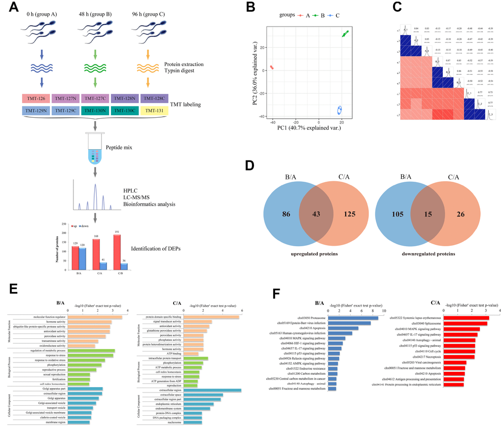 Characterization of differentially expressed proteins (DEPs) involved in the liquid storage of goat spermatozoa by TMT-based quantitative proteomic analysis. (A) The workflow of proteomic analysis and identification of DEPs. B/A, 48h/0h; C/A, 96h/0h; C/B, 96h/48h. (B) Analyses of principal component analysis (PCA) in different replicated protein samples. (C) Analyses of Pearson correlation coefficients (PCC) in different replicated protein samples. (D) Venn diagrams of DEPs in the B/A and C/A comparisons. (E) GO enrichment analysis of DEPs in the B/A and C/A comparisons. (F) KEGG enrichment analysis of DEPs in the B/A and C/A comparisons.