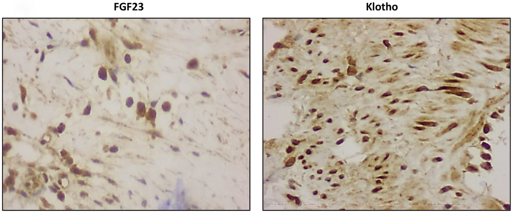 Detection of intracellular FGF23 and Klotho expression (magnification x20).