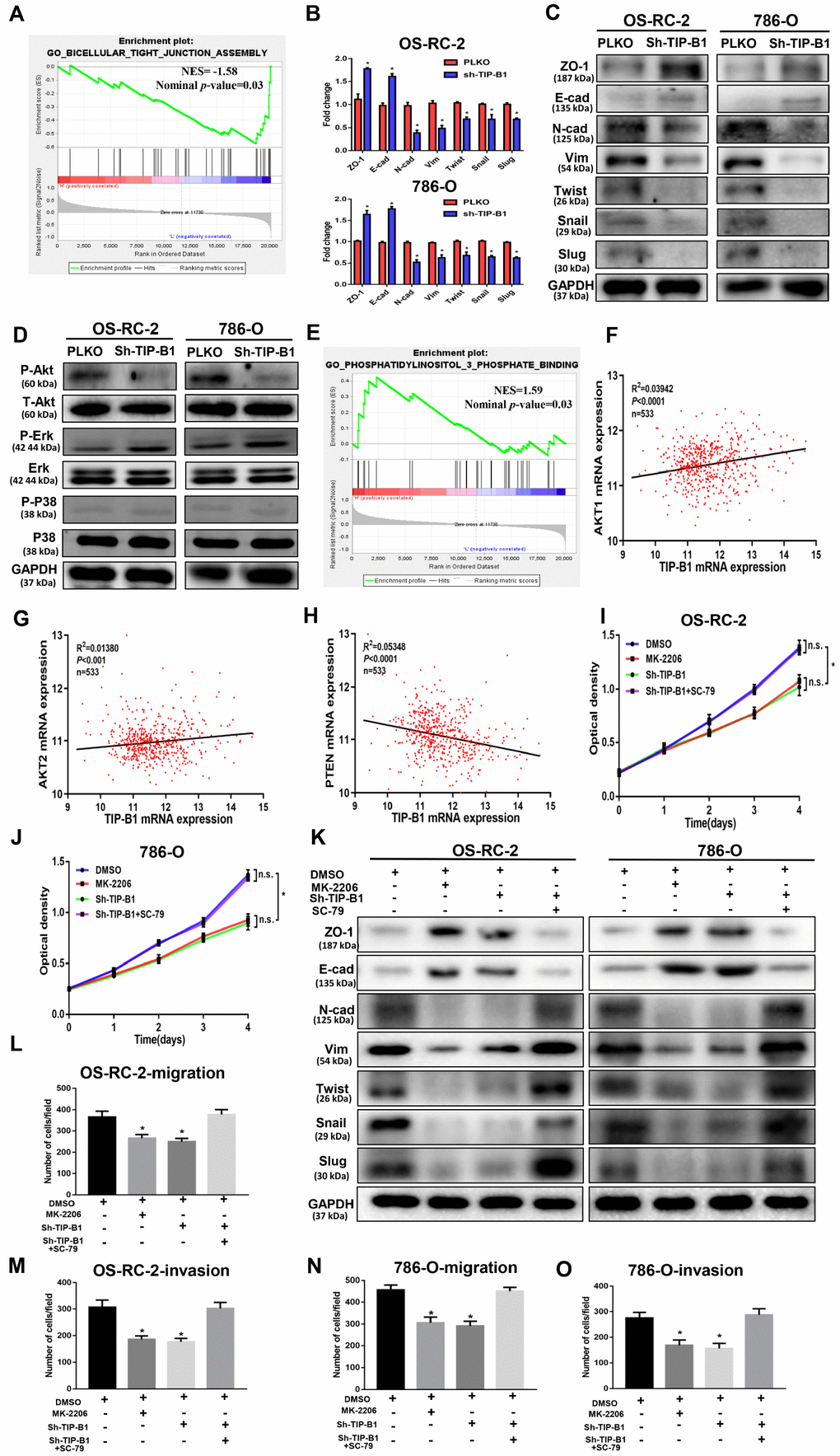 TIP-B1 trigger epithelial-mesenchymal transition by activating the AKT pathway. (A) GSEA analyses detected the tight junction markers were enriched in the TIP-B1 low group. (B–C) Expressions of EMT-related markers in KIRC cells with TIP-B1 downregulation by RT-PCR (B) and WB (C) assays. (D) Western blot assays detect candidate signal pathway. (E) GSEA analyses detected the AKT signal were enriched in TIP-B1 high group. (F–H) Correlation analysis between TIP-B1 and AKT1 (F), AKT2 (G), PTEN (H) in TCGA database. (I–J) Proliferation in the in OSRC-2 (I) and 786-O (J) cell lines was evaluated by CCK-8 assay. (K) Expressions of EMT-related markers in the indicated KIRC cells were detected by western blot assay. (L-O) Transwell migration (L, N) and invasion (M, O) assay was evaluated in indicated groups.