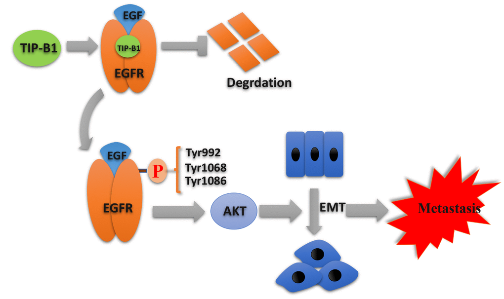 Schematic depiction of the mechanisms underlying TIP-B1 mediated EGFR/AKT signaling to promote EMT and metastasis in KIRC.