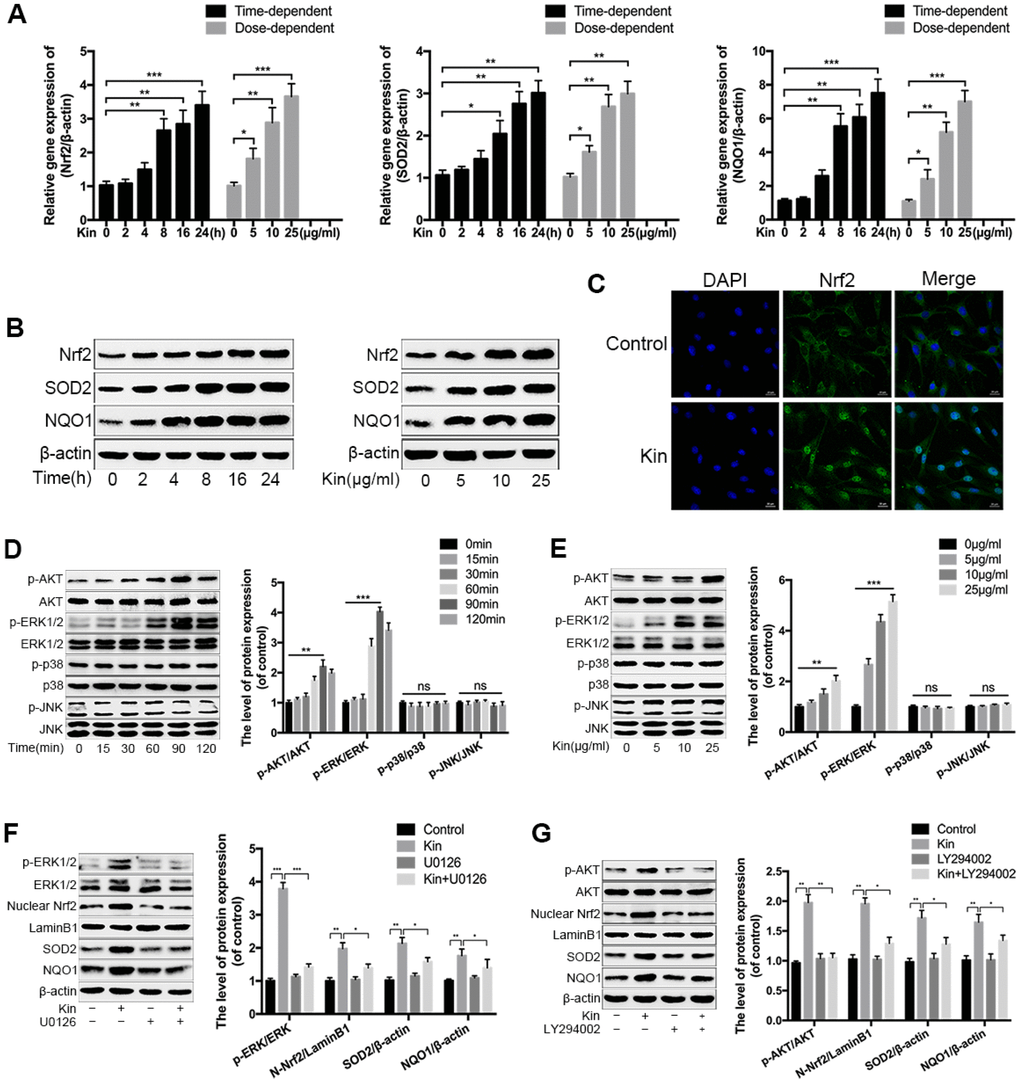 Kin activates the AKT-ERK1/2-Nrf2 signaling pathway in NPCs. (A) Real-time PCR assay of Nrf2, SOD2 and NQO1 in the NPCs treated with Kin (25 μg/ml) for indicated time points (0, 2, 4, 8, 16 or 24 h) or different concentrations of Kin (0, 5, 10 or 25 μg/ml) for 24 h. (B) The western blotting of Nrf2, SOD2 and NQO1 in the NPCs as treated above. (C) Nuclear translocation of Nrf2 in the NPCs treated with Kin (25 μg/ml) for 8 h was observed by immunofluorescence staining. (D, E) The western blotting and quantitative protein levels of p-AKT, AKT, p-ERK1/2, ERK1/2, p-p38, p38, p-JNK and JNK in the NPCs treated with Kin (25 μg/ml) for indicated time points (0, 15, 30, 60, 90 or 120 min) or different concentrations of Kin (0, 5, 10 or 25 μg/ml) for 120 min. (F, G) The western blotting and quantitative protein levels of p-AKT, AKT, p-ERK1/2, ERK1/2, nuclear Nrf2, SOD2 and NQO1 in the NPCs pretreated with U0126 (10 μM) or LY294002 (10 μM) for 1 h prior to incubation with Kin (25 μg/ml). All data are expressed as mean ± SD of at least three independent experiments.