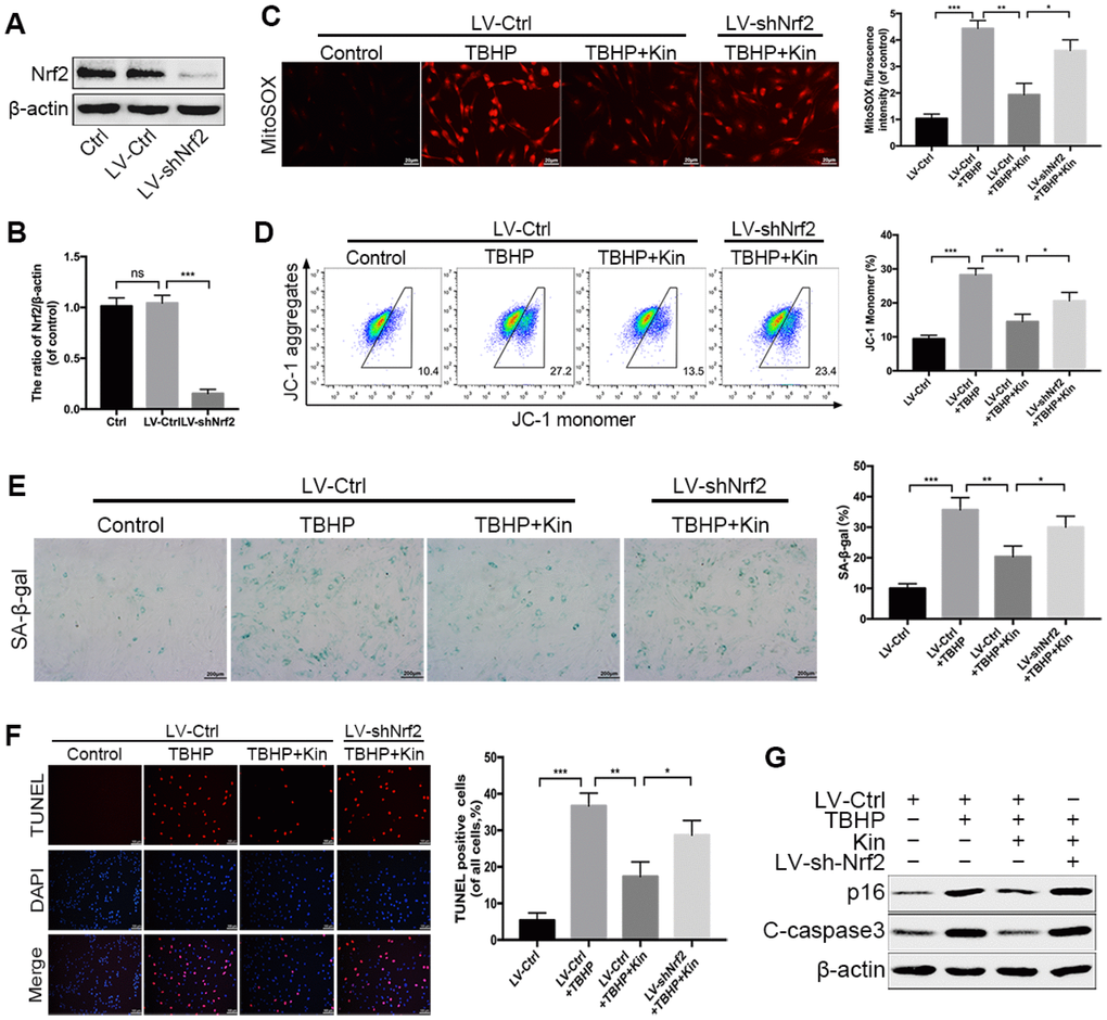 Nrf2 knockdown compromises the protective effects of Kin in TBHP-treated NPCs. (A, B) Transfection efficiency of lentivirus for Nrf2 knockdown was detected by western blotting. (C) The mitochondria-derived ROS in treated NPCs was detected by MitoSOX staining, and the red fluorescence intensity was quantified; scale bar: 20 μm. (D) The mitochondrial membrane potential in treated NPCs were analyzed by flow cytometry using JC-1 staining. (E) The representative images of SA-β-gal staining of NPCs and quantification of positive cells; scale bar: 200 μm. (F) The apoptosis of NPCs in each treatment group was measured by the TUNEL assay and TUNEL positive cells were quantified; scale bar: 50 μm. (G) The western blotting and quantitative protein levels of p16 and C-caspase3 in the NPCs as treated above. All data are expressed as mean ± SD of at least three independent experiments.