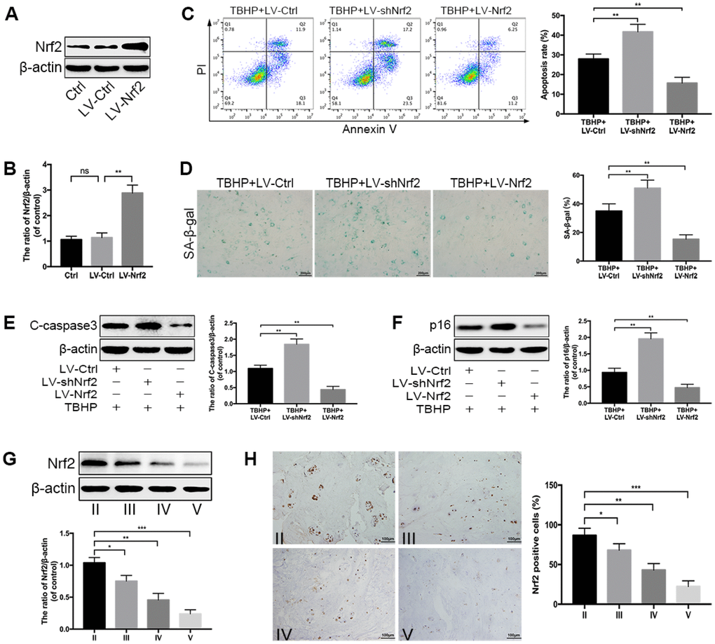 Nrf2 protects against apoptosis and senescence under oxidative stress in NPCs. (A, B) Transfection efficiency of lentivirus for Nrf2 overexpression was detected by western blotting. (C) The Annexin V-APC/PI staining analyzed by flow cytometry showed that Nrf2 overexpression reduced the apoptosis rate in TBHP-treated NPCs, which was increased by Nrf2 knockdown. (D) The representative images of SA-β-gal staining of NPCs as treated above and quantification of positive cells; scale bar: 200 μm. (E, F) The western blotting and quantitative protein levels of p16 and C-caspase3 in the NPCs of each treatment group described above. (G) The western blotting and quantitative protein levels of Nrf2 in each human NP tissue group (n = 12, 3 for each grade). (H) Immunohistochemical staining showed that the numbers of Nrf2-positive cells were decreased with IDD; scale bar: 100 μm. All data are expressed as mean ± SD of at least three independent experiments.