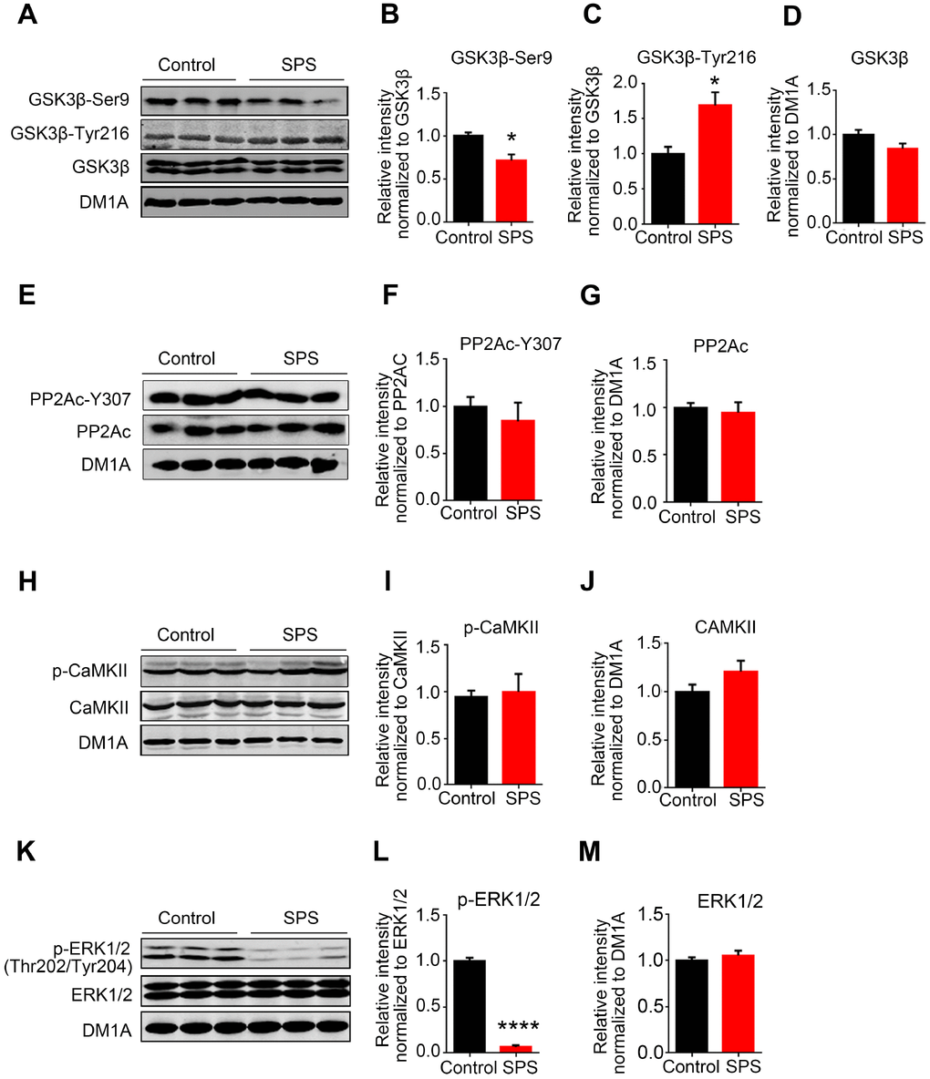 SPS modulates tau-related kinases not phosphatase. (A) The level of total and phosphorylated GSK3β at Ser9 and Tyr216 were measured by WB. (B and C) SPS rats showed a decreased phosphorylation of GSK3β at Ser9 (B) and a significant increase at Tyr216 (C). (D) Total GSK3β didn’t change compared with control. (E, F and G) WB showed no changes in the levels of both PP2Ac and phosphor-PP2Ac-Y307. (H, I and J) CaMKII and p- CaMKII were detected by Western blot and showed no significant difference. (K, L and M) The level of p-ERK1/2 was significantly decreased in SPS rats and total ERK1/2 showed no changes compared with control. All data represent mean ± SEM, n=3, *P 