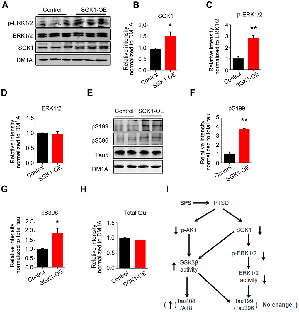 SGK1 overexpression upregulates the p-ERK1/2 and increases tau hyperphosphorylation at Ser199 and Ser396 in HEK293/tau cells. (A) HEK293/tau cells were transfected with SGK1 plasmid, and WB was performed to detect p-ERK1/2, ERK1/2 and SGK1. (B) Quantification showed the significantly increased level of SGK1. (C and D) SGK1 overexpression increased phosphorylation of ERK1/2. (E) Overexpression of SGK1 evidently increased the level of pS199 and pS396 compared with control. (F–H) Quantitative analysis for blot in E. (I) Model showing how downregulated SGK1 and AKT contribute to PTSD. All data represent mean ± SEM, n=3, *P 
