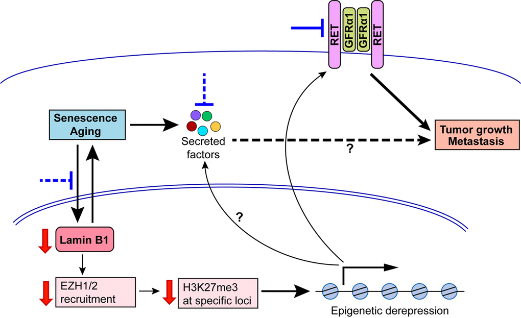 A model of the function of lamin B1 in the control of lung tumorigenesis and its potential link to aging/senescence. Lamin B1 recruits EZH1/EZH2 to catalyze H3K27me3 and repress the expression of genes, including RET and GFRα1. When lamin B1 is depleted, EZH1/2 recruitment and H3K27me3 marks are reduced, RET/GFRα1 are upregulated and promote lung tumor growth and metastasis. Interference with Ret signaling using available inhibitors (blue blunted arrows) could suppress the growth and progression of lamin B1-deficient lung tumors. Furthermore, aging and cellular senescence are linked to a decrease of lamin B1 in older tissues. Loss of lamin B1 can induce a senescent state that may in turn be linked to certain aspects of tumor progression through secreted factors produced by senescent cells. Such factors might be regulated by lamin B1-EZH1/2-dependent changes in gene expression. Counteracting mechanisms linking senescence to lamin B1 and vice versa may therefore also hamper cancer development and metastasis (blue dashed blunted arrows).