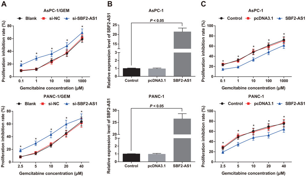 Chemosensitivity of parental cells and corresponding drug-resistant cells as well as expression of SBF2-AS1 in parental cells. (A) Detection of gemcitabine sensitivity in AsPC-1/GEM and PAN-1/GEM cells by MTT assay. (B) Detection of transfection efficiency of SBF2-AS1 overexpression plasmid by RT-qPCR. (C) Detection of gemcitabine sensitivity in AsPC-1 and PANC-1 cells by MTT assay. Repetitions = 3; Data was analyzed using the t test or one-way ANOVA. * P 