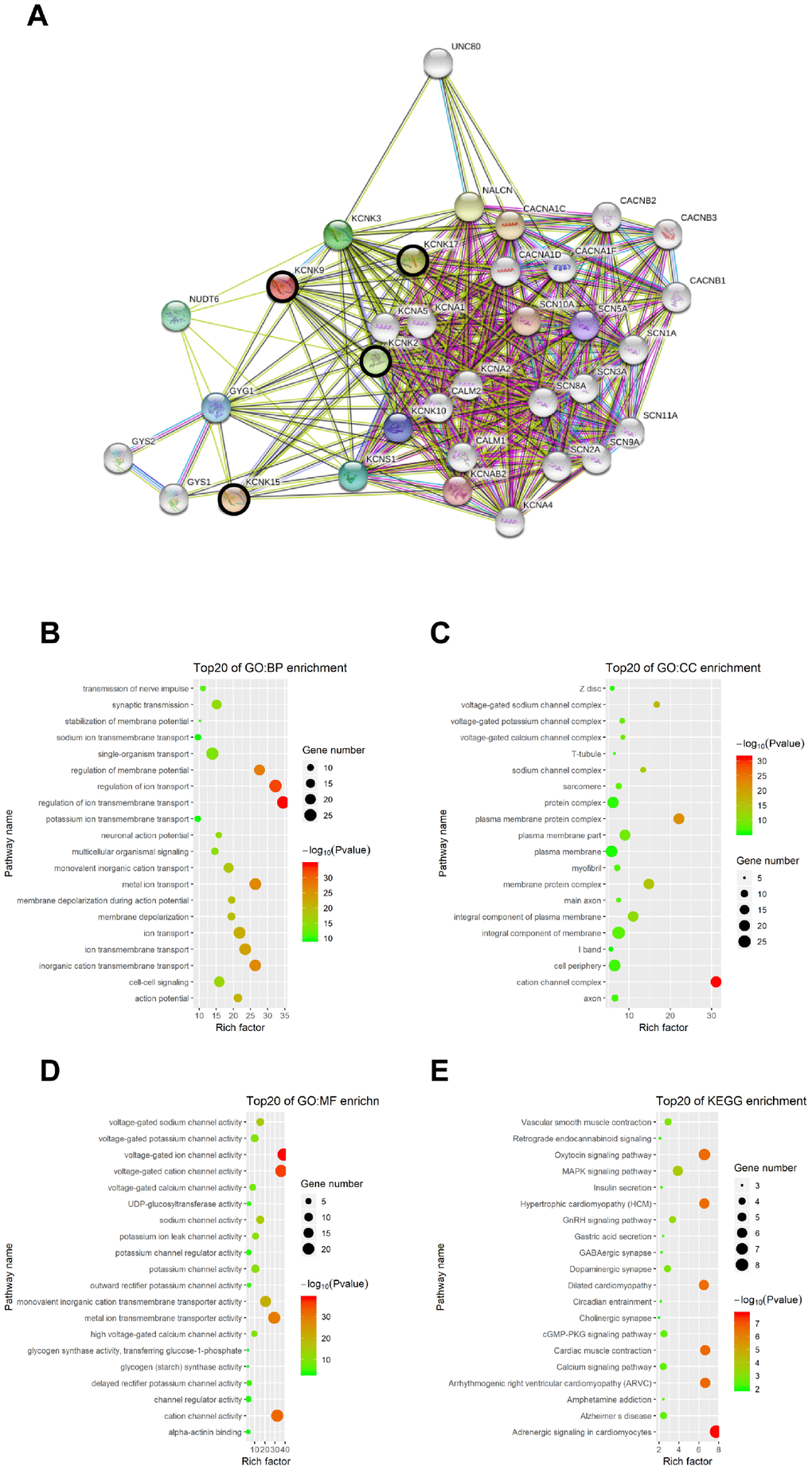 Functional enrichment analysis of KCNKs through STRING database. We analyzed the network of KCNK mutations and their 50 most frequently altered neighboring genes; sodium channels SCN1A, SCN2A, SCN3A, SCN5A, SCN8A, SCN9A, SCN10A, and SCN11A, and calcium channel subunits CACNA1C, CACNA1D, CACNA1F, CACNB1, CACNB2, and CACNB3 were associated with KCNK mutations (A). GO and KEGG functional enrichment analysis showed that voltage-gated ion transport and ion transmembrane transport function, action channel activity function, adrenergic signaling pathway, oxytocin signaling pathway, and hypertrophic cardiomyopathy were compromised by mutations in the KCNK2/9/15/17 genes (B, C, D, E).