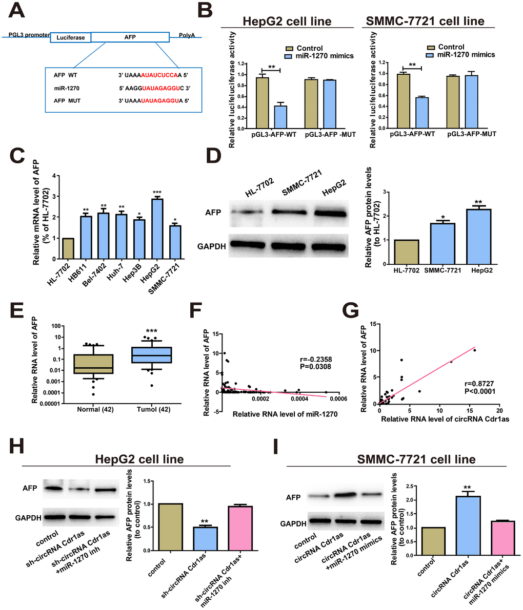 CircRNA Cdr1as regulated AFP, the target gene of miR-1270. (A) Putative binding site of miRNA in the AFP sequence. The putative miRNAs recognition sites were cloned downstream of the luciferase gene and named pGL3-AFP-WT. (B) The luciferase activity in HepG2 and SMMC-7721 cells after co-transfection of plasmid (pGL3-AFP-WT or pGL3-AFP-MUT) and miRNA-1270 mimics was detected by dual-luciferase reporter gene assay. (C) Relative expression of AFP in HCC cell lines compared to control human normal liver cell line HL-7702. (D) Protein levels of AFP in human normal liver cell line HL-7702, HepG2 and SMMC-7721 cell lines. (E) qRT-PCR detection of the relative expression of AFP in paired HCC tumor and paired para-carcinoma tissues (n=42). (F) Correlation between miR-1270 and AFP in HCC samples. (G) Correlation between circRNA Cdr1as and AFP in HCC samples. (H) After HepG2 cells were treated with circRNA Cdr1as shRNA (with inhibitor NC or with miR-1270 inhibitors), Western blotting analysis were adopted to measure the AFP protein level, with GAPDH as a control. (I) SMMC-7721 cells were transfected with circRNA Cdr1as overexpression lentiviral vector (with mimics-NC or with miR-1270 mimics), and Western blotting was adopted to detect the AFP protein expression level compared with the control. MiR-1270 inh/mimics means transfection with miR-1270 inhibitor/mimics, sh-circRNA Cdr1as/circRNA Cdr1as means transfection with circRNA Cdr1as shRNA/circRNA Cdr1as overexpressing vector. Results were presented as mean ± SD. *P**P***P