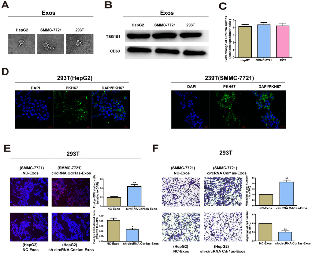 Exosomal circRNA Cdr1as serve as a mediator in intercellular communication. Exosomes (Exos) isolated from the medium of 293T, HepG2 and SMMC-7721 cells. (A) Micrographs of exosomes isolated from HepG2 (left), SMMC-7721 (middle) and 293T cells (right). (B) Western blot analysis of TSG101 and CD63 in exosomes of cell lines. (C) qRT-PCR detection of the fold change of circRNA Cdr1as between exos of HepG2, SMMC-7721 and 293T and their producer cells. (D) Exos of HepG2 and SMMC-7721 cells were labeled with PKH67; green represents PKH67, and blue represents nuclear DNA staining by DAPI. 293T cells were incubated with exos derived from HepG2 and SMMC-7721 cells for 3 h. (E) EdU assays of cell proliferation ability. (F) Representative images of migration assays of 293T cells. The number of cells were counted. Results were presented as mean ± SD. *P**P***P