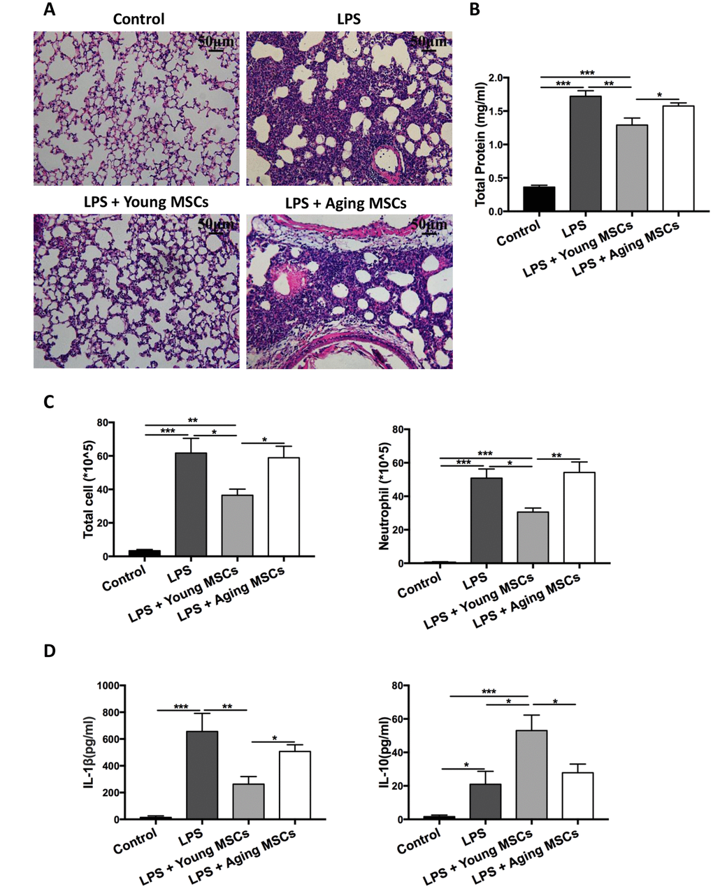 Aging MSCs showed no beneficial effects in LPS-induced lung injury compared with young MSCs. Mice were divided into 4 group: control, LPS, LPS + young MSCs (1 × 106 cells), LPS + aging MSCs (1 × 106 cells). MSCs were administered intravenously 30 min after intratracheal LPS treatment. (A) Lung tissue was harvested at 48 h after LPS treatment and stained with H&E and visualized at x200 magnification (scale bar: 50 μm). (B and C) Protein level, total cell count, and neutrophil count in the BAL were examined at 48 h after LPS treatment to evaluate inflammatory response. Data are presented as mean ± SEM, n = 7–10. *p p p D) Cytokine levels (IL-1β and IL-10) in the BAL at 48 h after LPS treatment were assayed via ELISA. Data are presented as mean ± SEM, n = 4–7. *p p p 