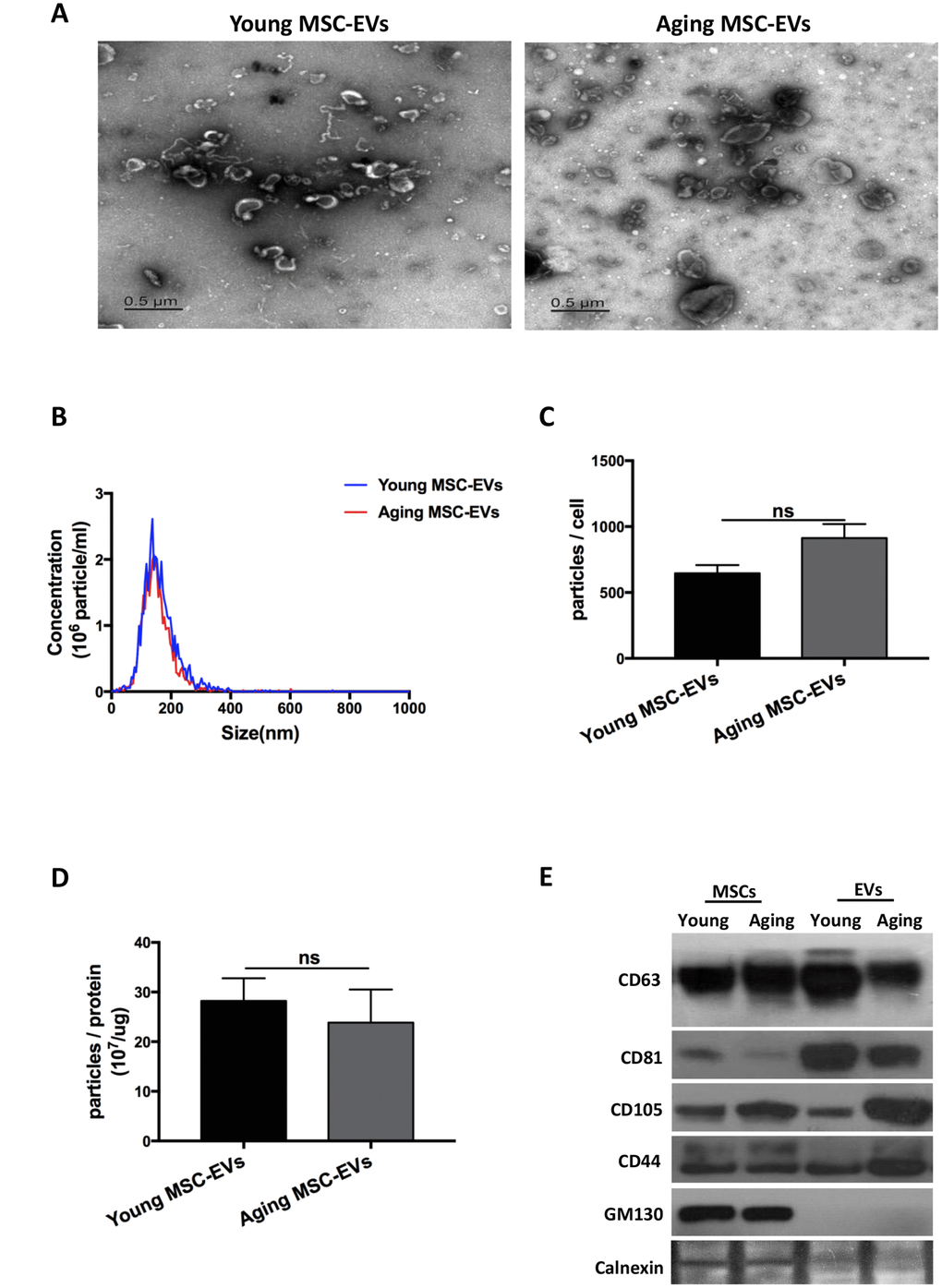 EVs derived from young and aging human adipose-derived MSCs showed similar characteristics. (A) Morphology of the isolated young and aging MSC-EVs as imaged by transmission electron microscopy (scale bar: 0.5 μm). (B–D) Size and particle concentrations of isolated young and aging MSC-EVs were examined via nanoparticle tracking analysis. Data are presented as mean ± SEM, n = 4–7. (E) Markers for MSC-EVs were assayed by Western blot analysis, n = 3.