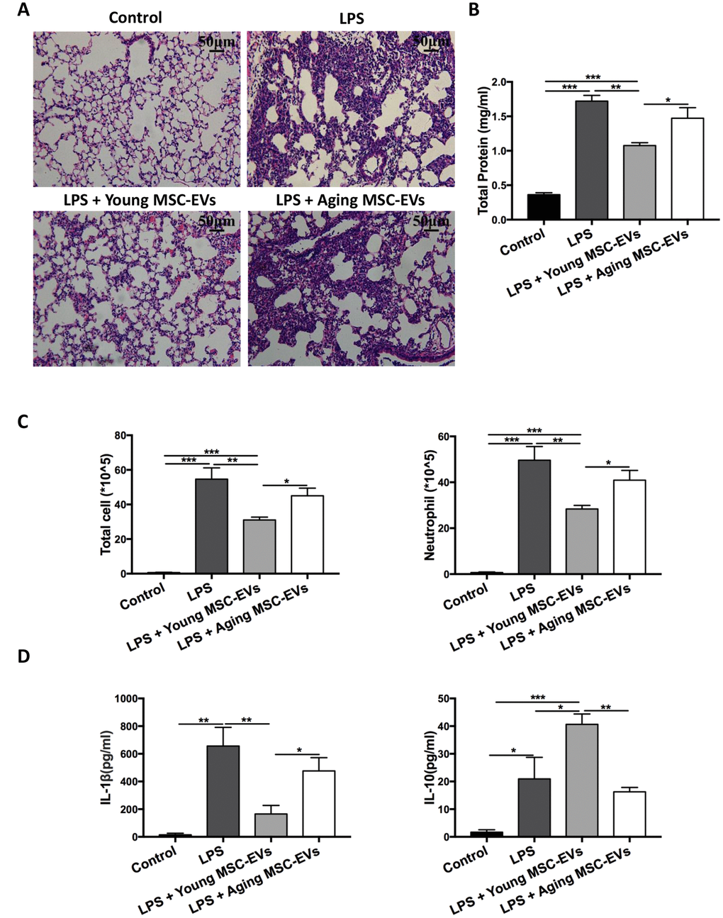 Aging MSC-EVs failed to alleviate LPS-induced lung injury. Mice were divided into 4 groups: control, LPS, LPS + young MSC-EVs (100 μg), LPS + aging MSCs-EVs (100 μg). MSC-EVs were administered intravenously 30 min after intratracheal LPS treatment. (A) Lung tissue was harvested at 48 h after LPS treatment, stained with H&E, and visualized at x200 magnification (scale bar: 50 μm). (B and C) Protein level, total cell count, and neutrophil count in the BAL were examined at 48 h after LPS treatment to evaluate inflammatory response. Data are presented as mean ± SEM, n = 8. *p p p D) Cytokine levels (IL-1β and IL-10) in the BAL at 48 h after LPS treatment were assayed via ELISA. Data are presented as mean ± SEM, n = 4-5. *p p p 