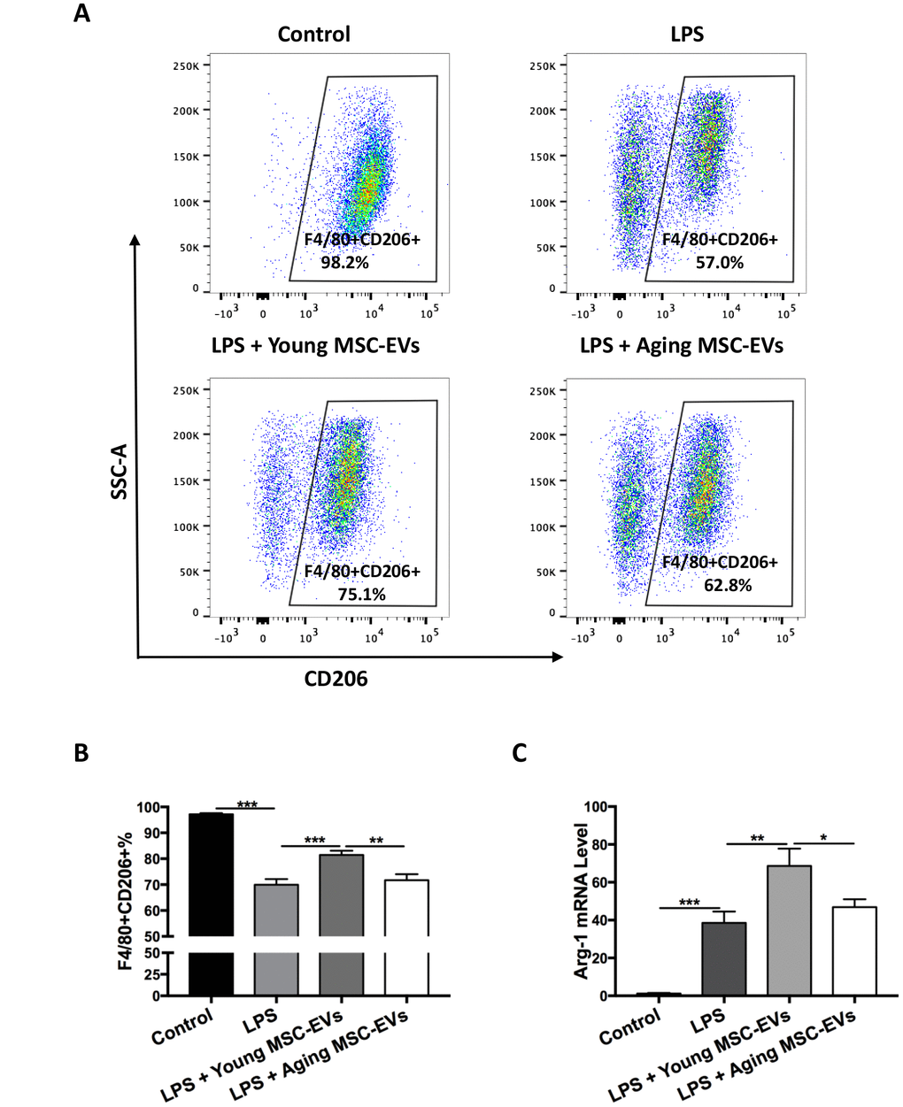 Young MSC-EVs, but not aging MSC-EVs, promoted M2 phenotype of alveolar macrophages in vivo. Mice were divided into 4 groups: control, LPS, LPS + young MSC-EVs (100 μg), LPS + aging MSCs-EVs (100 μg). (A and B) Total cells in the BAL were harvested at 24 h after LPS treatment. Cells were then stained with PE-conjugated anti-mouse F4/80 antibody and APC anti-mouse CD206 antibody for phenotypical analysis via flow cytometry. Data are presented as mean ± SEM, n = 8–12. **p p C) Total cells in the BAL were harvested to isolate alveolar macrophages at 24 h after LPS treatment. Arg-1 mRNA levels of alveolar macrophages were analyzed via qRT-PCR. Data are presented as mean ± SEM, n = 6. *p p p 