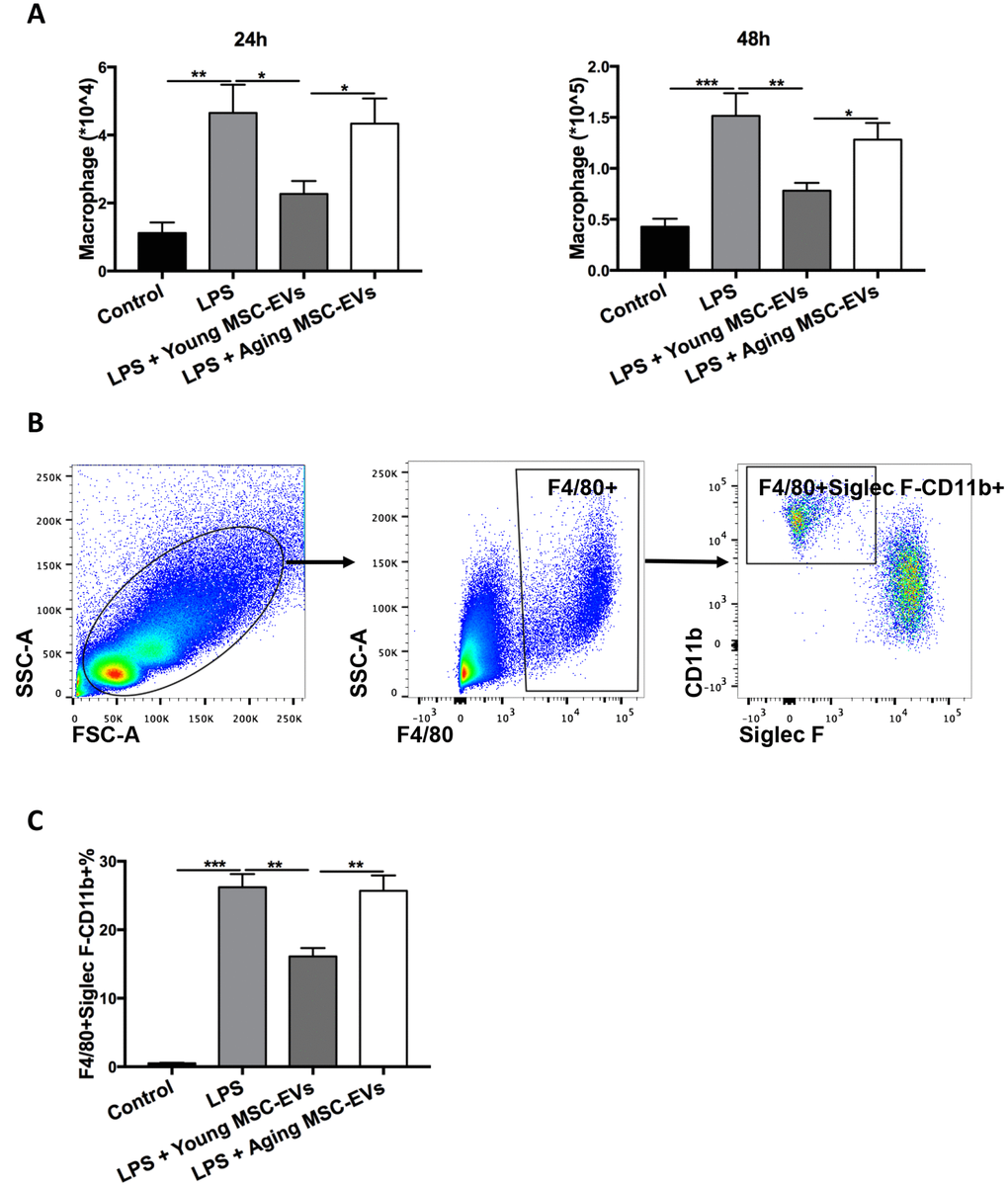 Young MSC-EVs diminished macrophage recruitment in vivo. Mice were divided into 4 groups: control, LPS, LPS + young MSC-EVs (100 μg), LPS + aging MSCs-EVs (100 μg). (A) Total cells in the BAL were harvested at 24 h and 48 h after LPS treatment. Total macrophages were quantitated by percentage of F4/80+ macrophages multiplying by total cells in BAL. (B) Dot plots represent gating strategy to stain macrophage subpopulations from BAL of LPS-treated mice. Macrophages were identified as F4/80+. Recruited macrophages were defined as F4/80+Siglec F-CD11b+. (C) Percentage of recruited macrophages in BAL at 24 h was analyzed via flow cytometry. Data are presented as mean ± SEM, n = 8–12. *p p p 