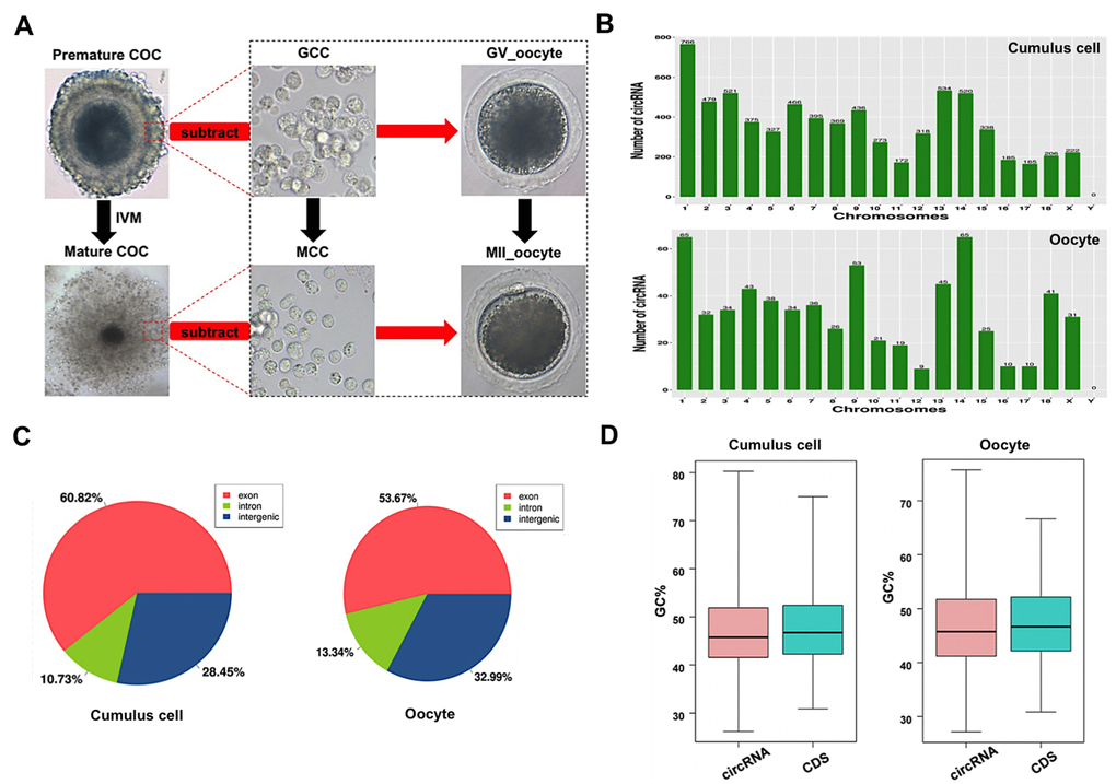 Characteristics of circRNAs expressed in porcine cumulus cells and oocytes. (A) Schematic illustration of experimental designs identifying circRNAs expressed in cumulus cells or oocytes before and after maturation. Premature COCs, cumulus cells before maturation (termed GCC), mature COCs, and cumulus cells after maturation (termed MCC) were collected respectively for RNA-seq. Of note, circRNAs expressed in the GCC were subtracted from these identical circRNAs expressed in the premature COCs to identify circRNAs expressed in GV oocytes, which are termed GV oocyte. Similarly, circRNAs expressed in MCC were subtracted from these identical circRNAs expressed in the mature COCs to identify circRNAs expressed in MII oocytes, which are termed MII oocyte. COCs, cumulus-oocyte complexes; GV, germinal vesicle; MII, metaphase II; IVM, in vitro maturation. Red dashed insets show cumulus cells before and after oocyte maturation at high magnification. (B) Chromosome distribution of circRNAs. Chromosome distribution of total circRNAs expressed in cumulus cells or oocytes was shown in the upper panel and bottom panel, respectively. (C) Genomic location of circRNAs. Genomic distribution of total circRNAs expressed in cumulus cells or oocytes was shown in the left panel and right panel, respectively. (D) GC enrichment of circRNAs and mRNAs. GC content of total circRNAs and mRNAs expressed in cumulus cells or oocytes was separately shown in the left panel and right panel.