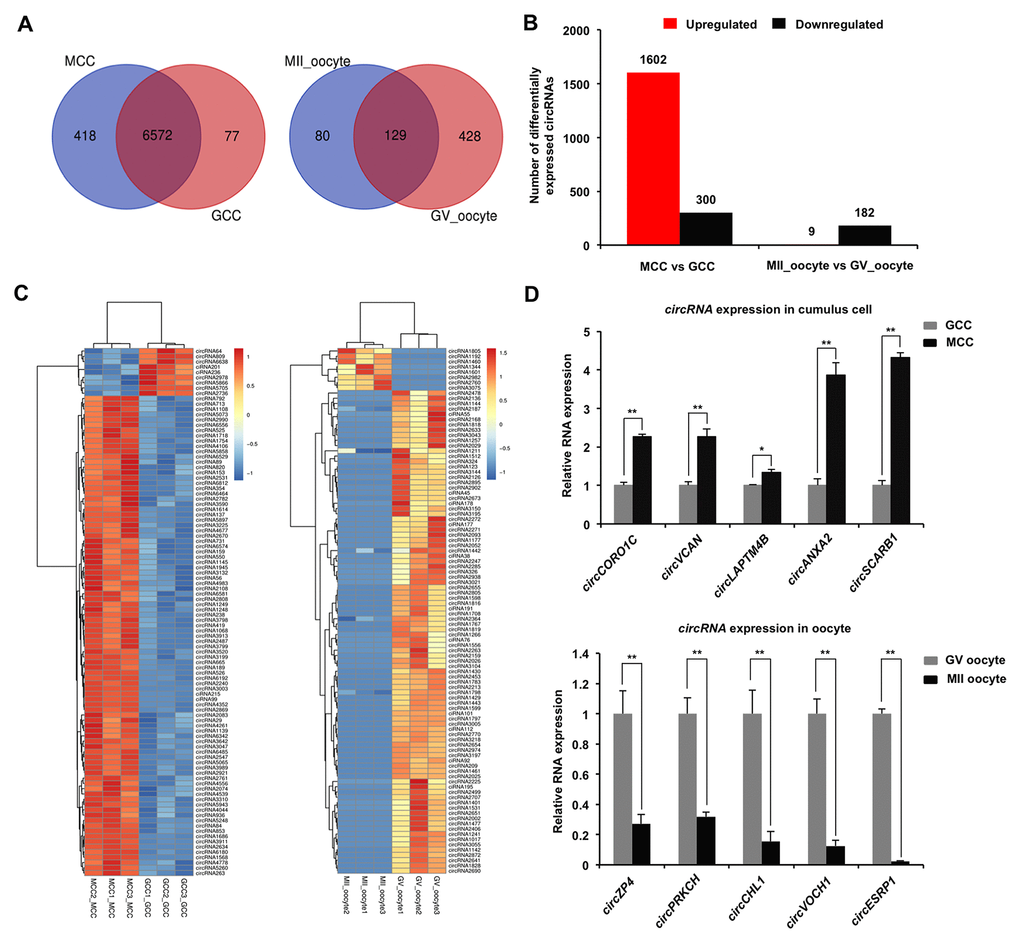 Identification and validation of differentially expressed circRNAs (DECs) in both cumulus cells and oocytes during meiotic maturation. (A) Venn diagram of circRNAs identified in cumulus cells or oocytes. Cumulus cells and oocytes before and after meiotic maturation were pooled for RNA-seq. Expression levels of circRNAs in cumulus cells (left panel) and oocytes (right panel) were analyzed by means of a binominal statistical test. Overlapping circles present circRNAs that are common for cumulus cells or oocytes between two different stages. Non-overlapping circles indicate circRNAs that are specific for cumulus cells or oocytes before (pink) and after (blue) meiotic maturation. (B) The number of differentially expressed circRNAs in cumulus cells or oocytes before and after meiotic maturation. The results were considered statistically significant at PadjustedC) Heatmap illustrating the expression patterns of differentially expressed circRNAs in cumulus cells (left panel) or oocytes (right panel) before and after meiotic maturation. The red blocks represent up-regulated circRNAs, and the blue blocks represent down-regulated circRNAs. The color scale of the heatmap indicates the expression level, where the brightest blue stands for -1.0 log2 fold change and the brightest red stands for 1.0 or 1.5 log2 fold change. (D) Validation of the selected differentially expressed circRNAs identified in both cumulus cells and oocytes. The several selected circRNAs were chosen from top up and top down-regulated circRNAs in cumulus cells or oocytes. Relative abundance of circRNAs in cumulus cells (upper panel) and oocytes (bottom panel) was determined by qPCR. The data were normalized against endogenous housekeeping gene EF1α1, and the value for cumulus cells or oocytes at GV stage was set as one. The data are shown as mean ± S.E.M. Statistical analysis was performed using t-student test. Values with asterisks vary significantly, *P P 