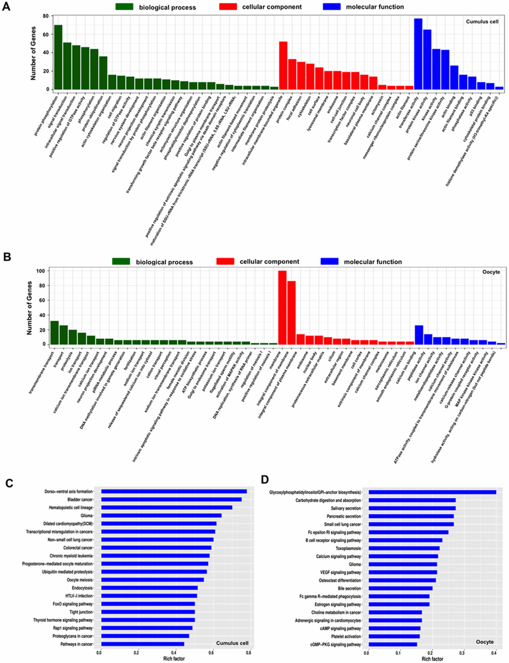 GO and KEGG analysis of host genes of differentially expressed circRNAs (DECs) in both cumulus cells and oocytes during meiotic maturation. (A) GO analysis of the top enriched terms of the differentially expressed circRNA hosting genes identified in cumulus cells. Host genes of differentially expressed circRNAs were classified into three categories of the GO classification (blue bars: biological processes, green bars: cellular components and orange bars: molecular functions). (B) KEGG analysis of the top enriched signaling pathways of the differentially expressed circRNA hosting genes identified in cumulus cells. (C) GO analysis of the top enriched terms of the differentially expressed circRNA hosting genes identified in oocytes. Host genes of differentially expressed circRNAs were classified into three categories of the GO classification (blue bars: biological processes, green bars: cellular components and orange bars: molecular functions). (D) KEGG analysis of the top enriched signaling pathways of the differentially expressed circRNA hosting genes identified inoocytes.