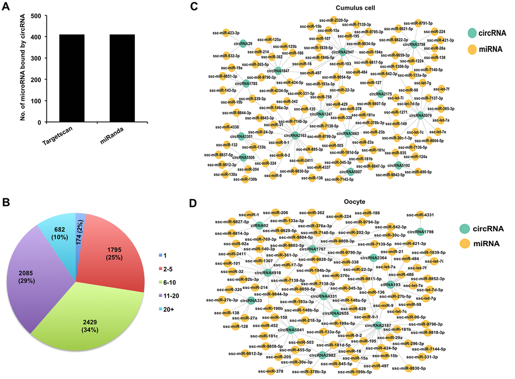 Analysis of interaction between DECs and miRNAs in both cumulus cells and oocytes. (A) Analysis of number of miRNAs for circRNAs by Targetscan and miRanda. (B) Analysis of the proportion of circRNA processing different numbers of miRNA targets. (C) Analysis for predicted targeted miRNAs of the selected DECs identified in cumulus cells. The selected circRNAs were chosen from top DECs in cumulus cells. Blue circles represent circRNA, and yellow circles represent miRNA. (D) Analysis for predicted targeted miRNAs of the selected DECs identified in oocytes. The selected circRNAs were chosen from top DECs in oocytes. Blue circles represent circRNA, and yellow circles represent miRNA.