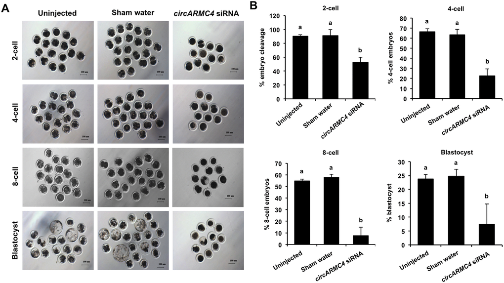 Effect of circARMC4 knockdown on developmental competence of porcine early embryos. (A) Representative brightfield images of embryos at different developmental stages. GV oocytes were injected with siRNA or water and GV oocytes without any treatment, followed by maturation in vitro for 44 h. Oocytes with first polar body were parthenogenetically activated (n=51, 57, 28) and cultured up to the blastocyst stage. The brightfield images of 2-cell, 4-cell, 8-cell embryo and blastocyst were captured by epifluorescence microscopy. Scale bar: 100 μm. (B) Analysis of the developmental rate of embryos at different developmental stages. The number of embryos at different developmental stages was recorded (2-cell: n=46, 52, 14; 4-cell: n=34, 38, 6; 8-cell: n=28, 33, 2; blastocyst: n=12, 14, 2) and the corresponding data were statistically analyzed by one-way ANOVA. All experiment was repeated three times. The data are shown as mean ± S.E.M and different letters on the bars indicate significant differences (P 