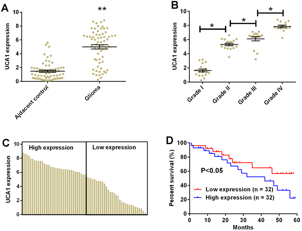 UCA1 up-regulated in glioma tissues and correlated with poor clinical outcomes in patients with glioma. (A) The expression of UCA1 in glioma tissues (n = 64) and adjacent normal brain tissues (n = 64) determined by qRT-PCR. (B) The expression of UCA1 in glioma tissues from patients with tumor grade I (n = 18), grade II (n = 17), grade III (n = 16), and grade IV (n = 13) was measured by qRT-PCR. (C) The expression of UCA1 in every glioma tissue was determined by qRT-PCR. (D) The overall survival of glioma patients with low or high expression of UCA1 in glioma tissues were assessed by Kaplan-Meier survival analysis. Significant differences compared to control group were expressed as *P