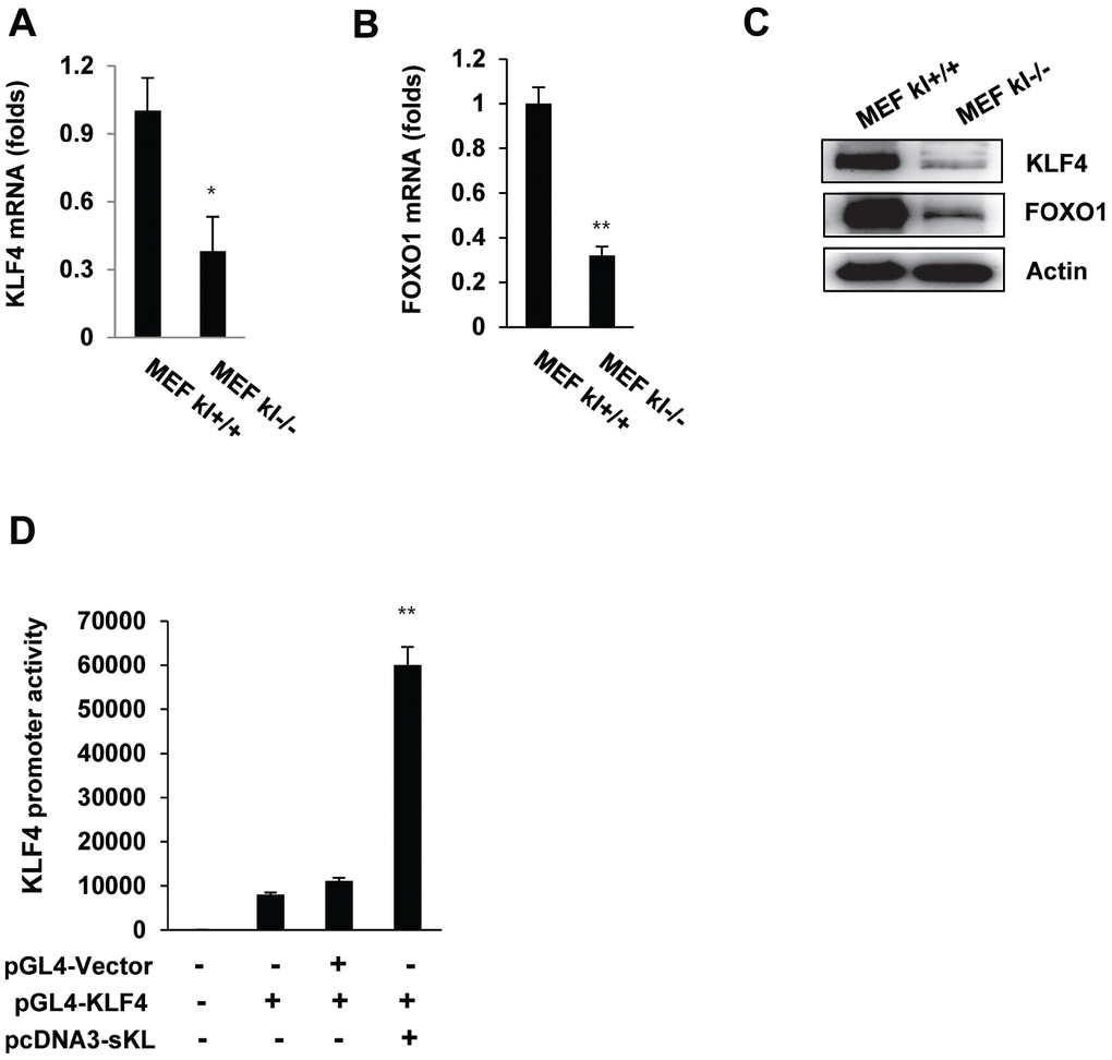 The expression of KLF4 in wild-type and klotho (-/-) MEFs. qRT-PCR analysis of KLF4 and FOXO1 in wild-type and klotho (-/-) MEFs. Total RNA samples were prepared from wild-type and klotho (-/-) MEFs, followed by quantitative RT-PCR analysis to examine the expression levels of KLF4 (A) and FOXO1 (B). Transcript abundances were normalized to the GAPDH RNA level and are expressed as relative values. The mean ± S.D. of three independent experiments is shown. (C) Western blot analysis was performed to assess the KLF4 and FOXO1 protein levels. (D) Soluble klotho induced KLF4 transcriptional activation. Transient cotransfection with the pGL3-KLF4 reporter construct and pcDNA3-soluble klotho was performed in HEK239 cells, followed by the dual-luciferase assay as described in the Materials and Methods. The mean ± S.D. of three independent experiments is shown (*p p 