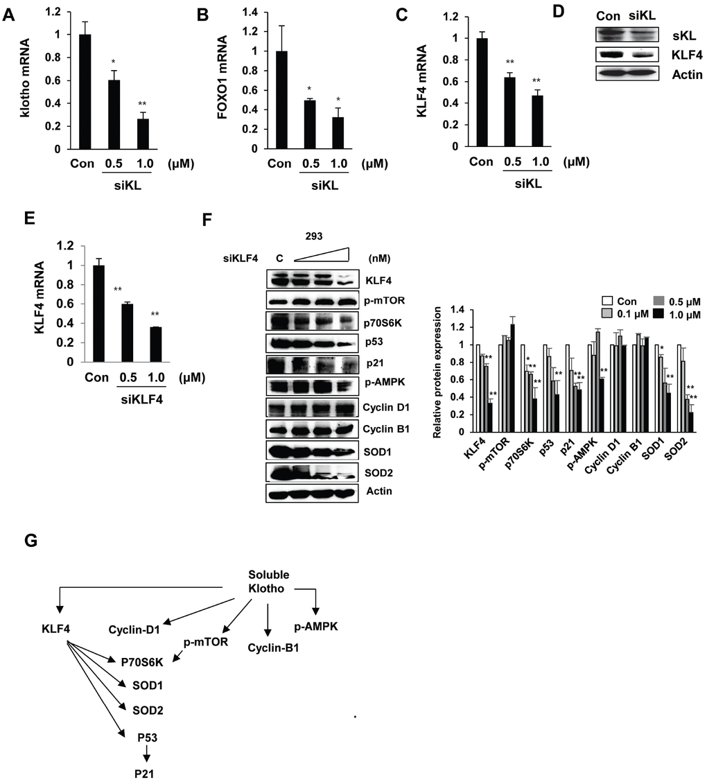 Effects of si-klotho and siKLF4 on KLF4-related protein expression. (A–D) Expression of klotho, FOXO-1, and KLF4 in si-klotho-overexpressing HEK293 cells. Cells were transfected with siRNA (0.5 or 1.0 nM) for 48 h. Comparisons of the si-klotho silencing efficiency by qRT-PCR and Western blot. (E) The KLF4 mRNA levels in HEK293 cells treated with KLF4 siRNA as measured by RT-PCR. (F) Western blot analysis of protein extracted from KLF4 siRNA (0.1, 0.5 or 1.0 nM)-transfected cells in a concentration-dependent manner. The expression levels of KLF4-related proteins, such as mTOR, p70S6K, p53, p21, AMPK, cyclin D1, cyclin B1, SOD1, SOD2, and actin (as a control), were determined. (G) Schematic diagram of the cell signaling pathway regulated by soluble klotho/KLF4. The mean ± S.D. of three independent experiments is shown (*p p 