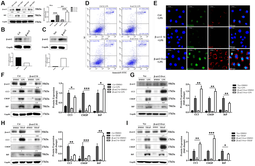 β-arrestin-2 promotes ER stress by suppressing BiP. (A) BiP was upregulated by more than 50% in the KO+NEC group compared with the WT+NEC group. (B) Specific siRNA reduced β-arrestin-2 expression, as determined by real-time PCR and Western blotting. (C) Plasmid transfection efficiently increased β-arrestin-2 expression, as determined by real-time PCR and Western blotting. (D) Flow cytometry analysis revealed that apoptosis increased when β-arrestin-2 was overexpressed and decreased when β-arrestin-2 was silenced. (E) A TUNEL assay revealed that apoptosis was attenuated when β-arrestin-2 was silenced. (F) Compared with control siRNA (Csi), siRNA against β-arrestin-2 reduced CC3 expression by 22% and increased BiP expression by 22% in LPS-treated cells. (G) Compared with the control vector (Vec), overexpression of β-arrestin-2 increased CC3 expression by 67% and reduced BiP expression by 35% in LPS-treated cells. (H, I) As a positive control, thapsigargin (THAP) yielded similar results to LPS.