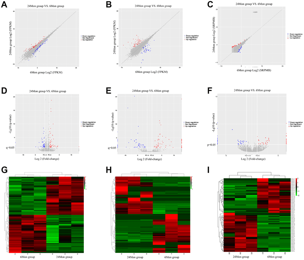 Scatter diagrams (A–C), volcano diagrams (D–F), and hierarchical clustering analysis (G–I) of relative mRNA (A, D, G), lncRNA (B, E, H), and circRNA (C, F, I) expression signals in the SN of 6Mon and 24Mon rats.